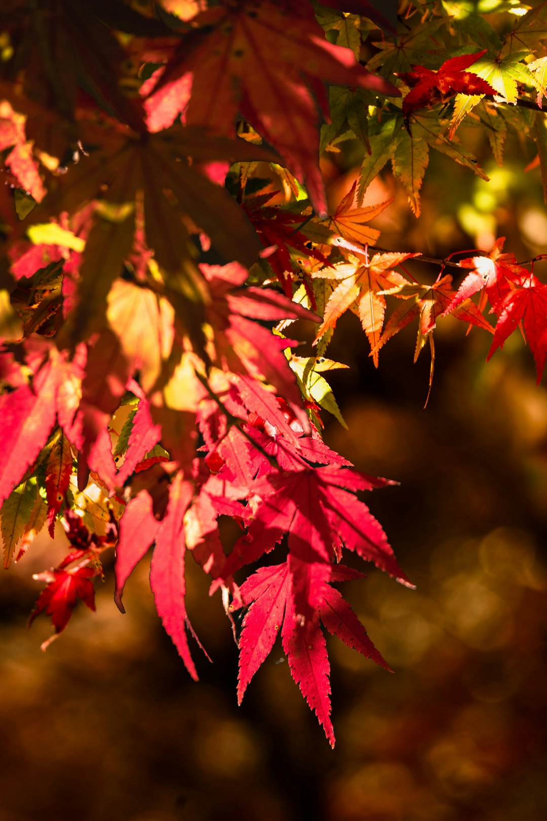 紅葉の葉が枝に揺れる秋の木々のクローズアップ