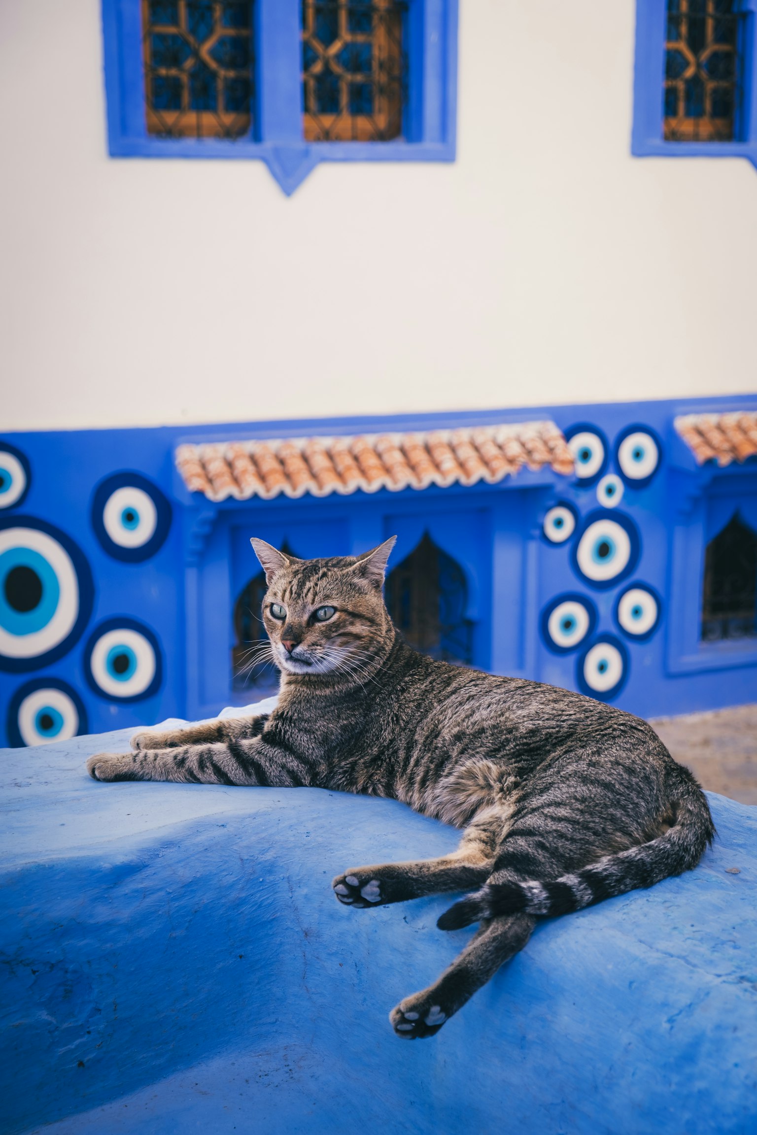 Un gato descansando frente a una pared azul con patrones circulares
