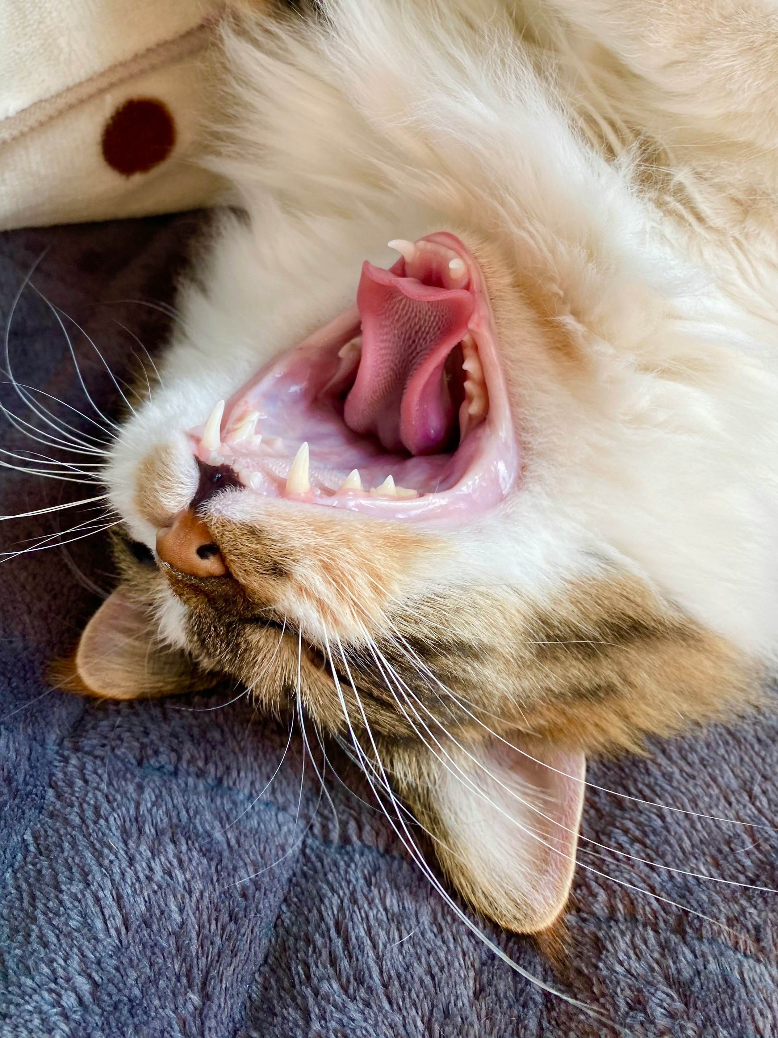 close-up mulut kucing berbulu lebat yang terbuka
