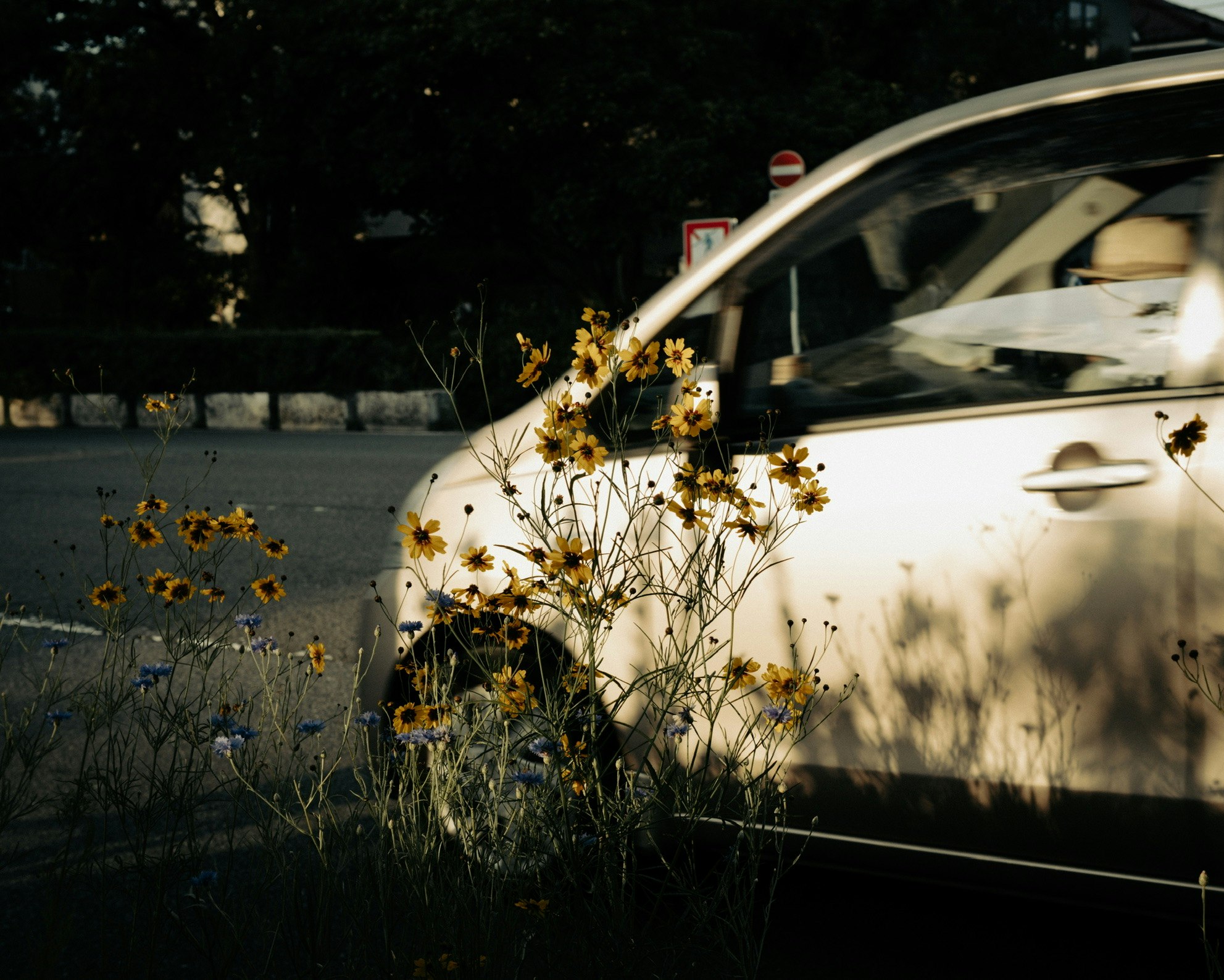Flores junto a la carretera de noche con un coche estacionado