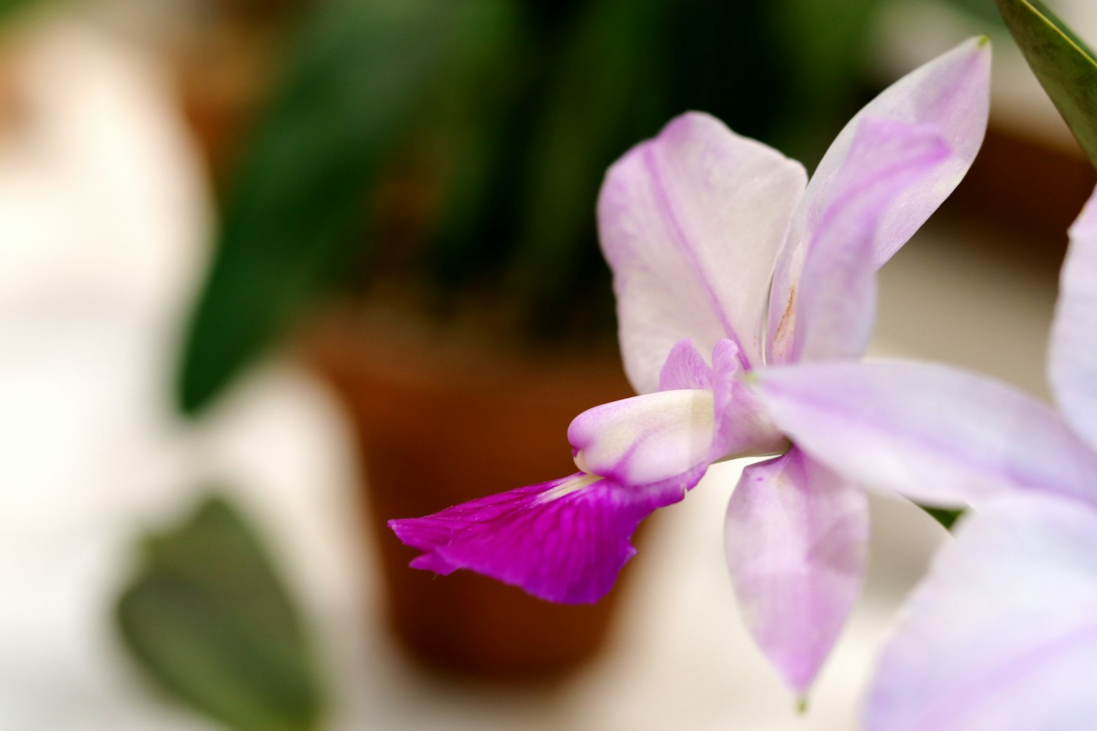 Gros plan sur une fleur d'orchidée violet clair avec un fond lumineux mettant en valeur des pétales roses