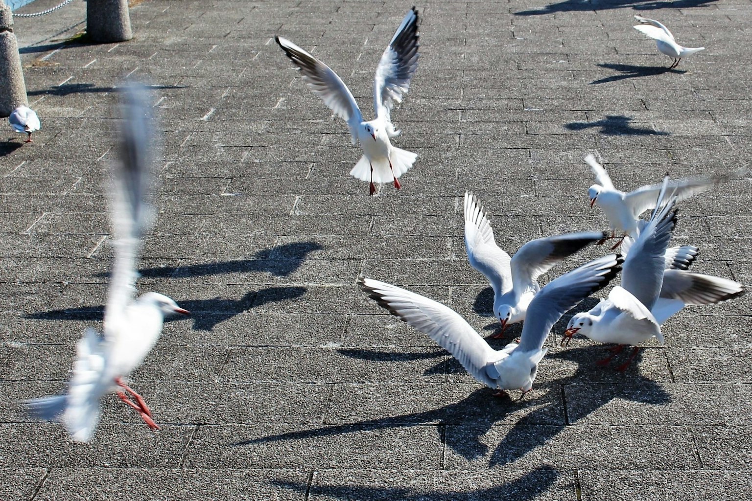 Gaviotas blancas volando sobre una superficie texturizada con sombras
