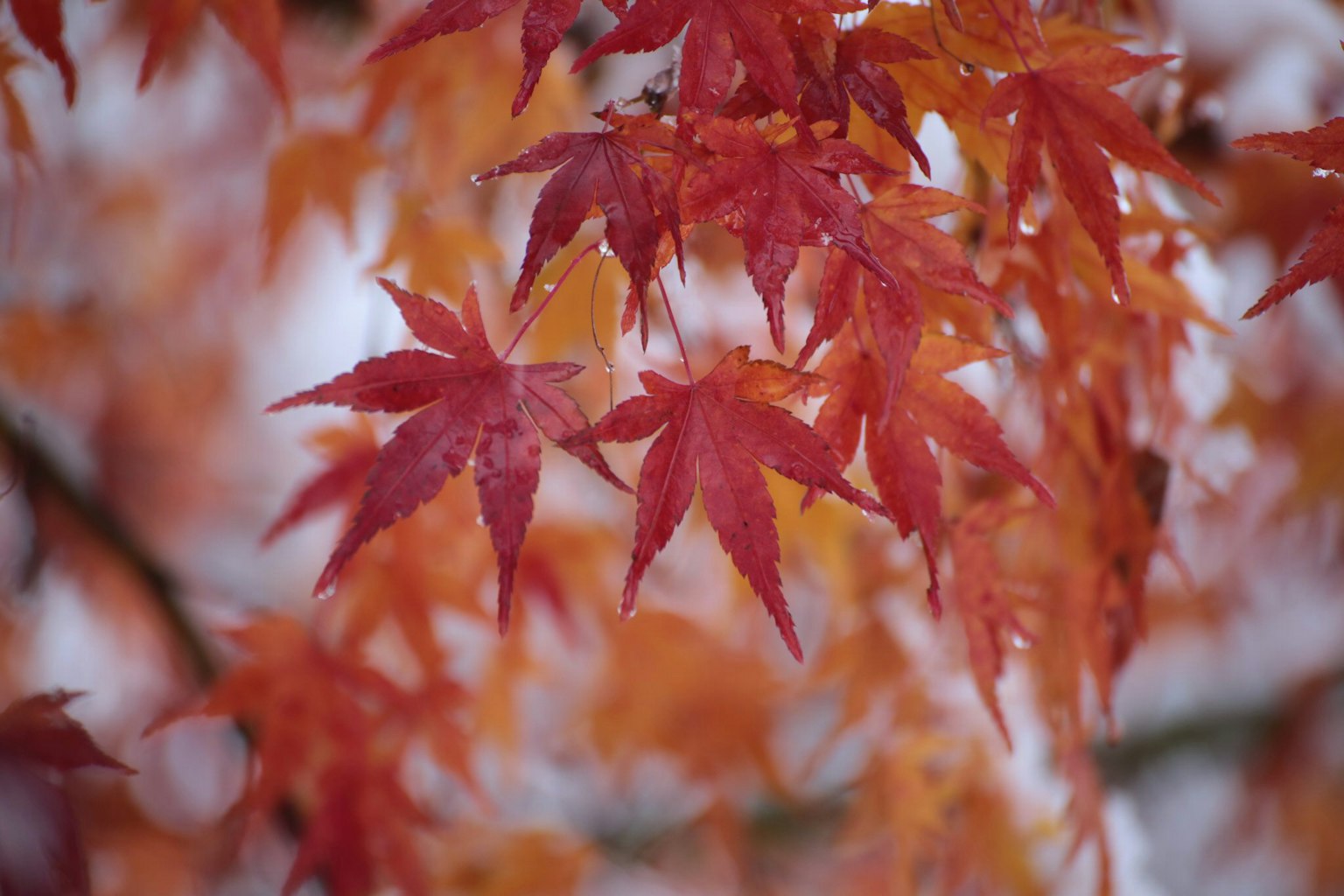 Feuilles d'érable rouges et oranges vibrant montrant la beauté de l'automne