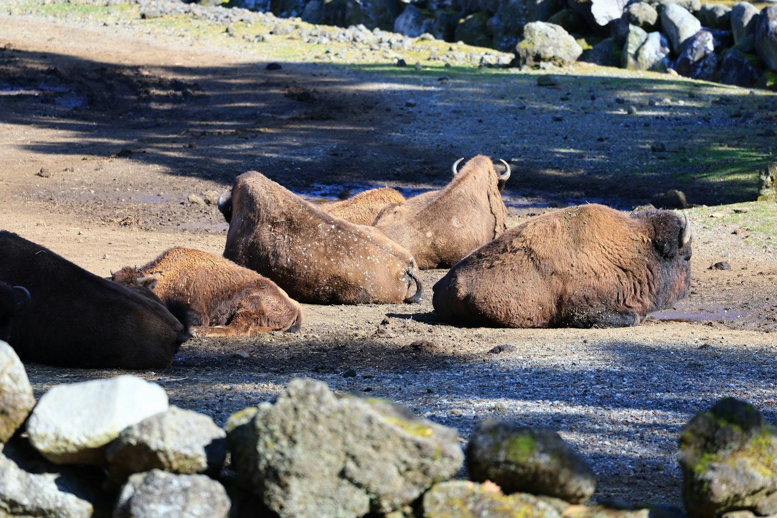 Sekelompok bison yang beristirahat di tanah