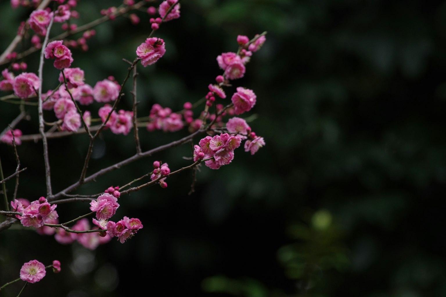 Ramo con fiori rosa in fiore su uno sfondo verde scuro