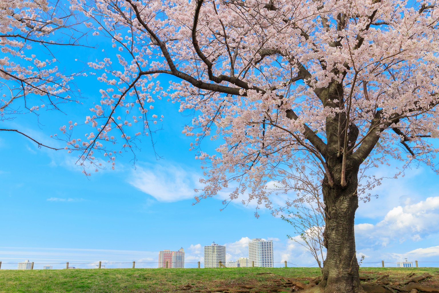Cherry blossom tree under blue sky with distant buildings
