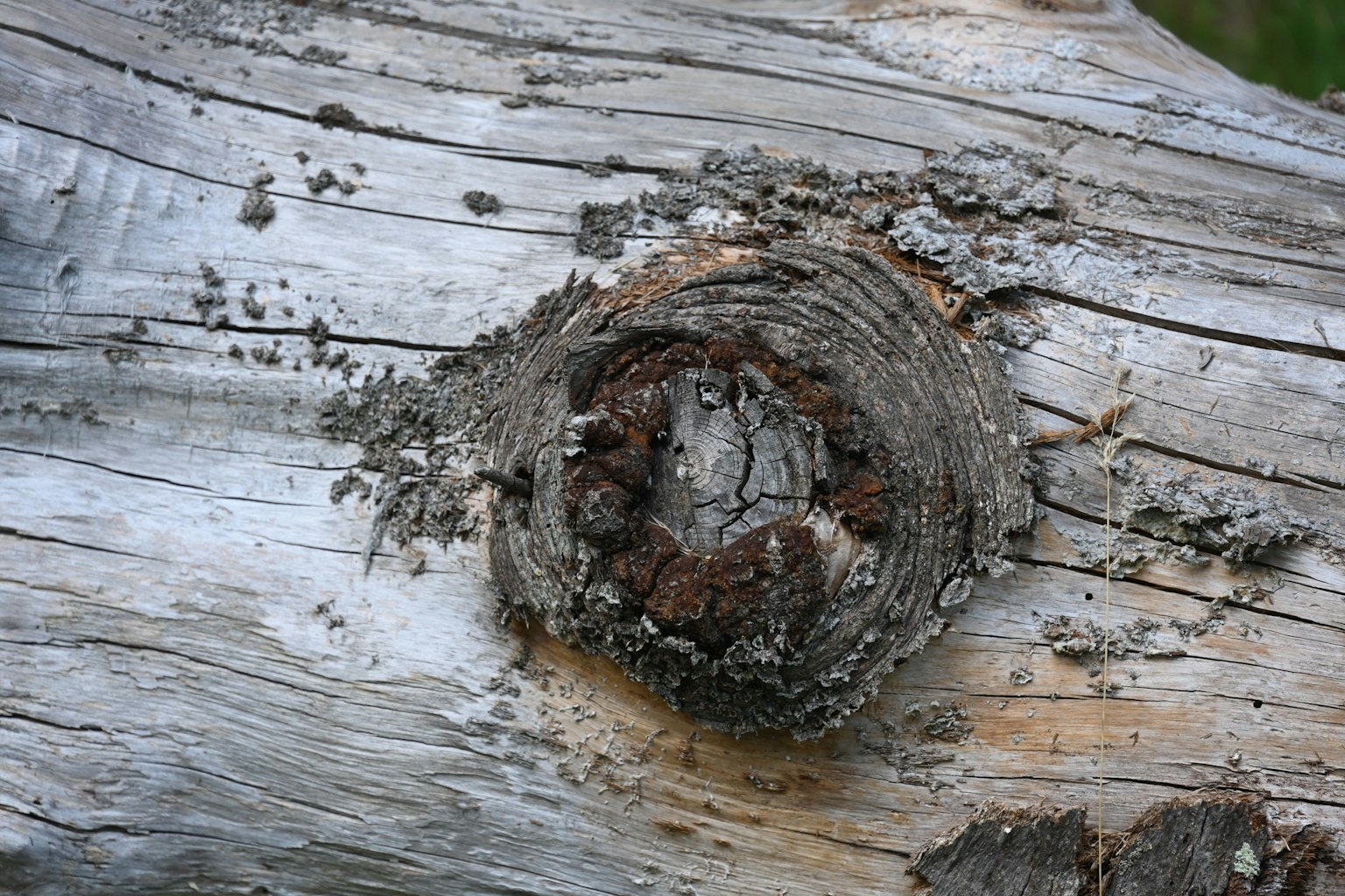 Detailed view of tree rings and bark on a wooden surface