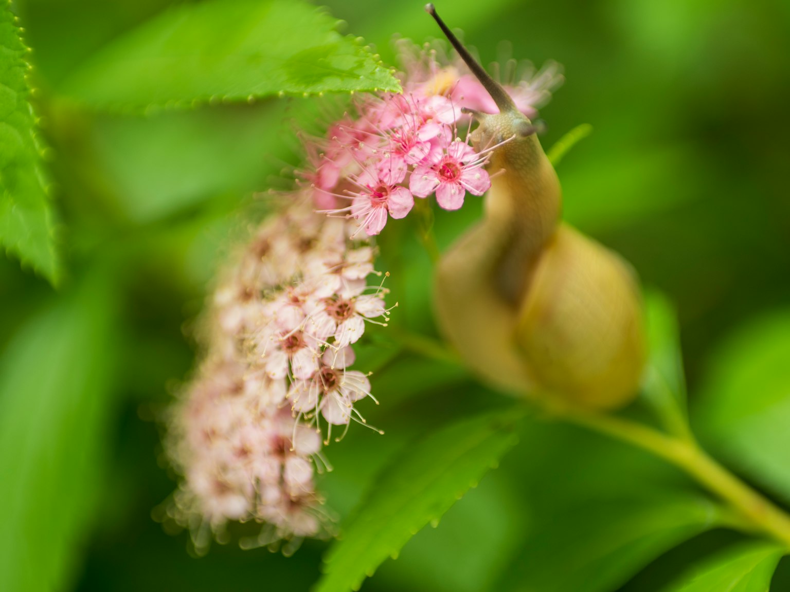 Close-up of pink flowers and a small snail surrounded by green leaves