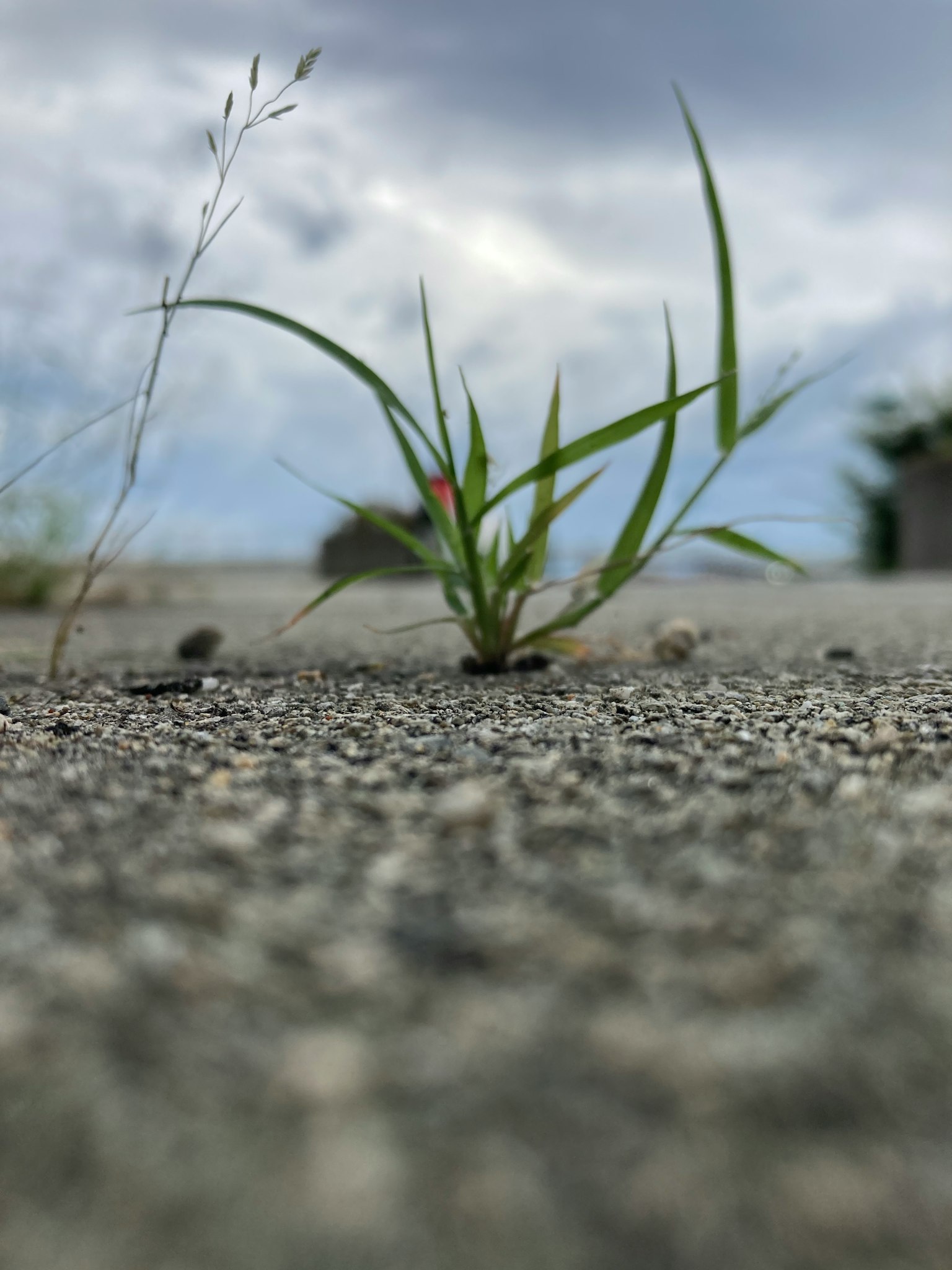 Erba verde che spunta da una superficie pavimentata con una testa di seme bianca