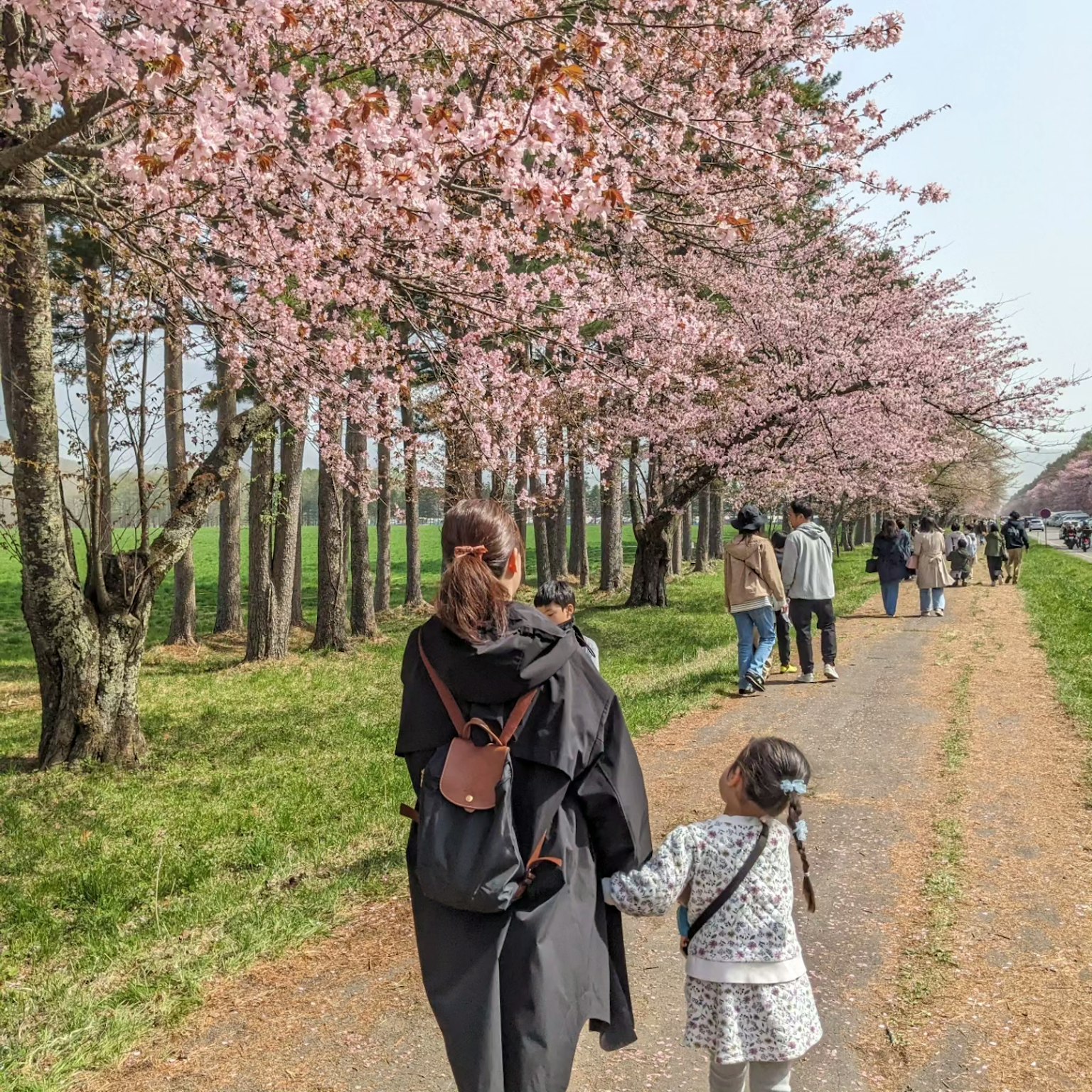 Un genitore e un bambino che camminano sotto alberi di ciliegio in fiore