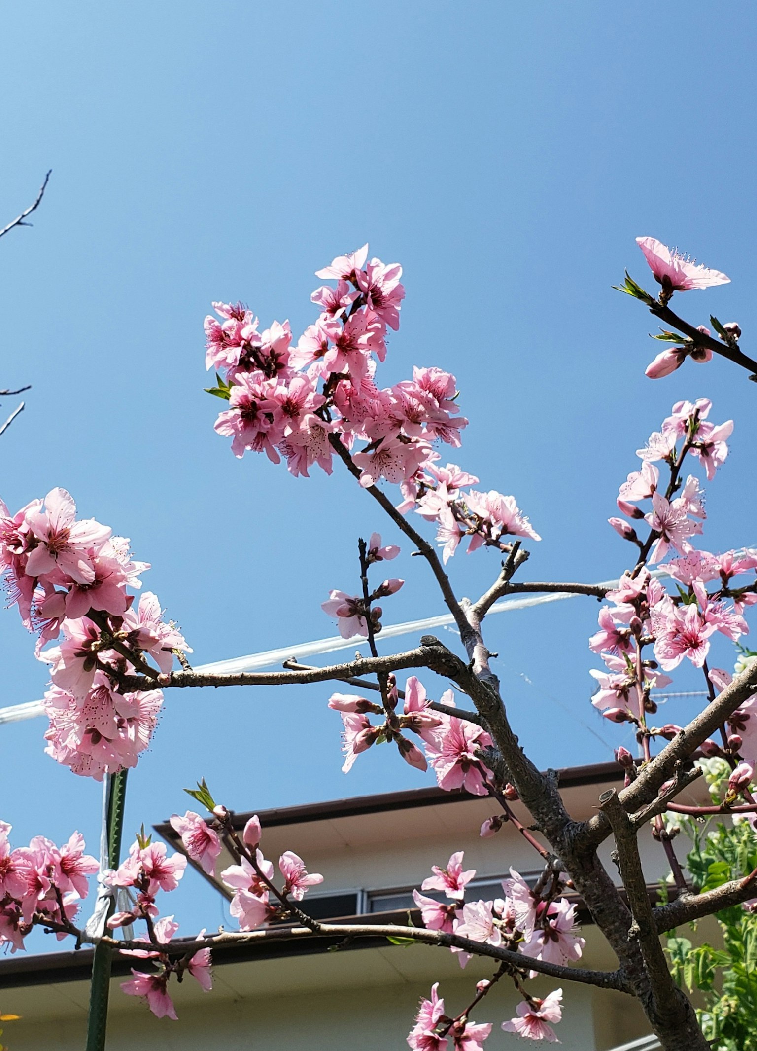 蓝天背景下开满粉色花朵的树枝