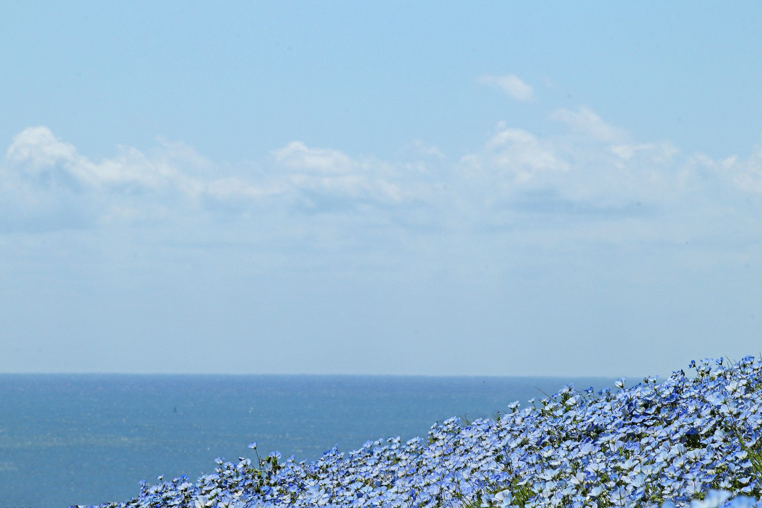 A hillside covered with blue flowers under a clear blue sky