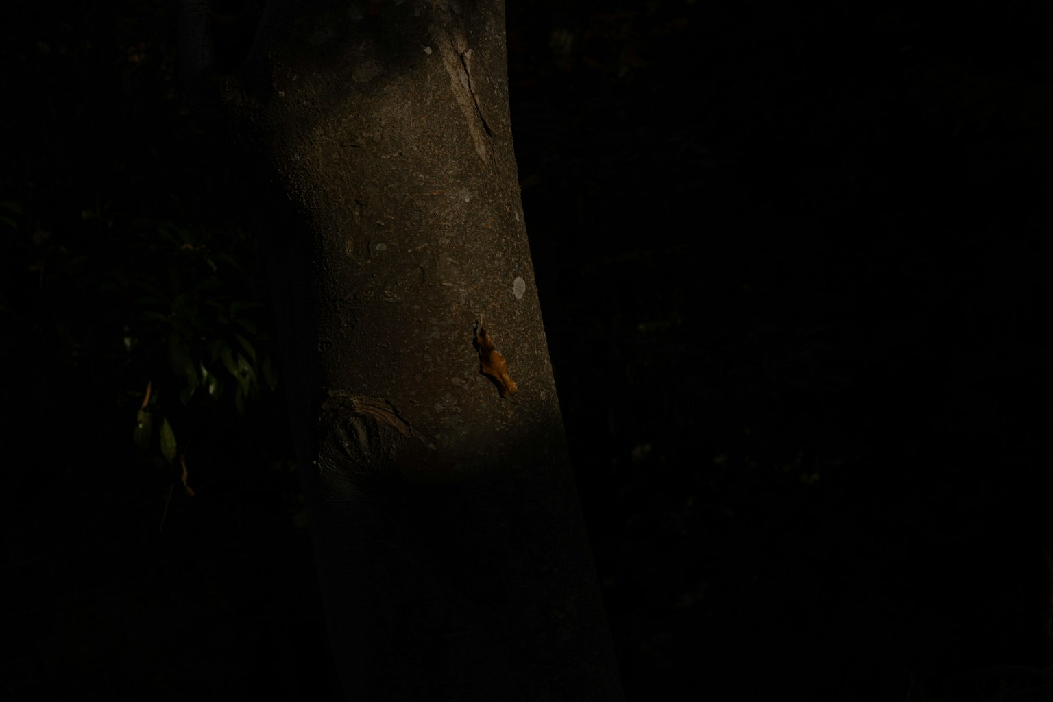 Imagen de un tronco de árbol en la oscuridad con una pequeña hoja visible en el tronco
