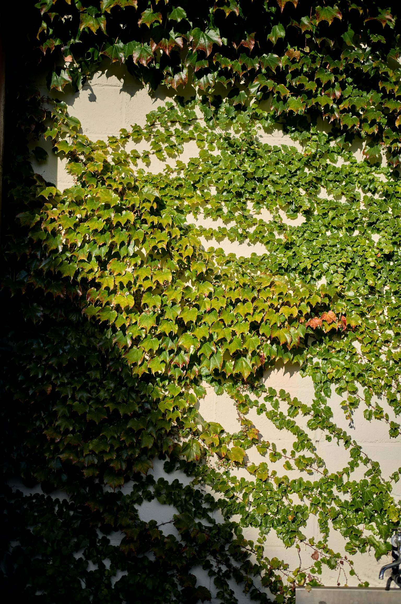Lierre vert vibrant grimpant sur un mur créant de belles ombres