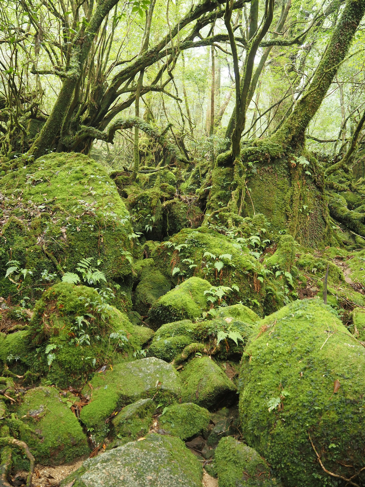 Scena di foresta lussureggiante con rocce coperte di muschio e alberi