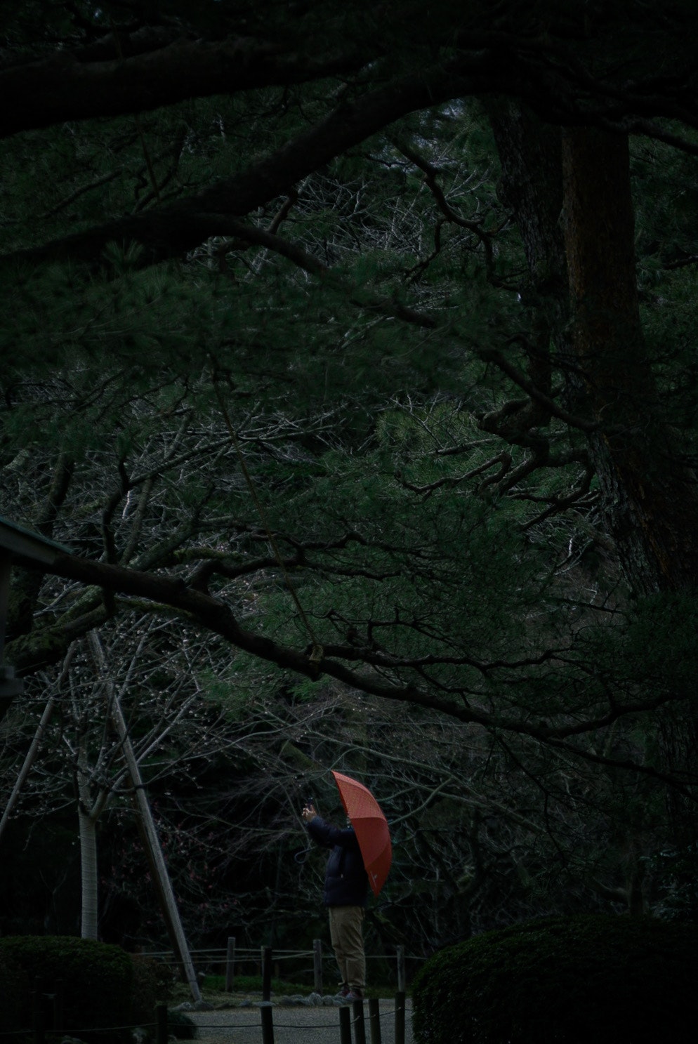 A person holding an umbrella in a rainy forest with overhanging branches