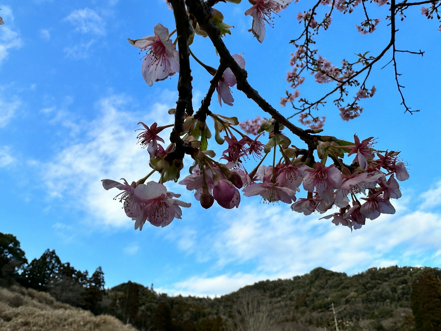Ramo di ciliegio con fiori rosa contro un cielo blu