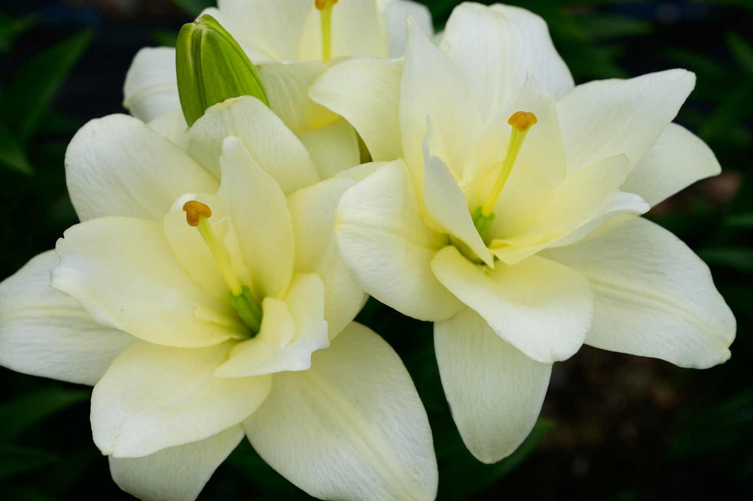Primo piano di fiori di giglio bianchi in fiore