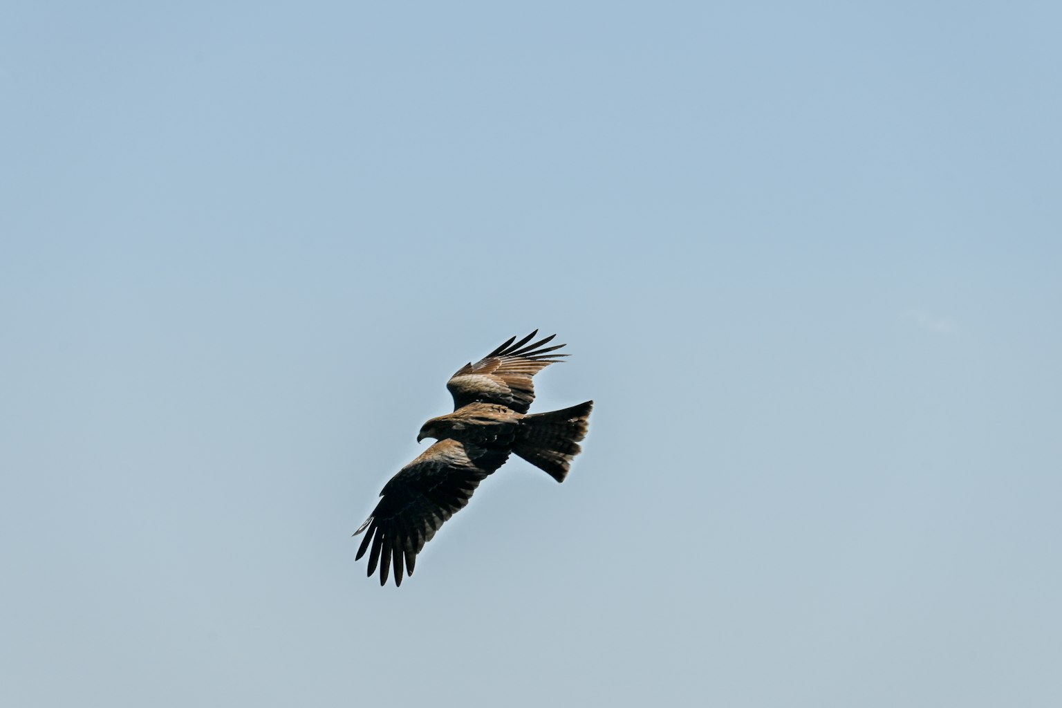 A hawk flying against a clear blue sky