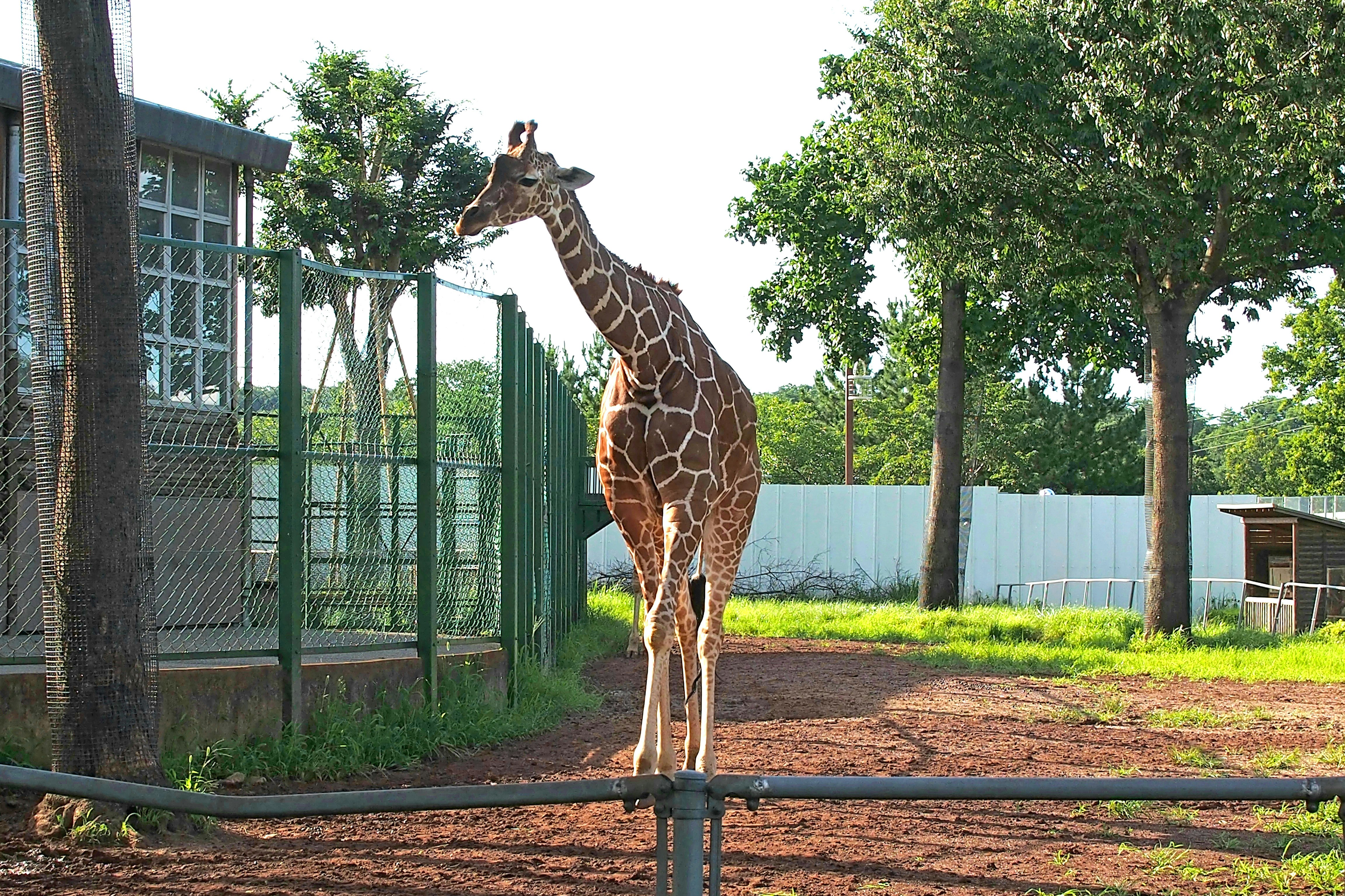 gajah? (giraffe) berdiri di depan pagar kebun binatang