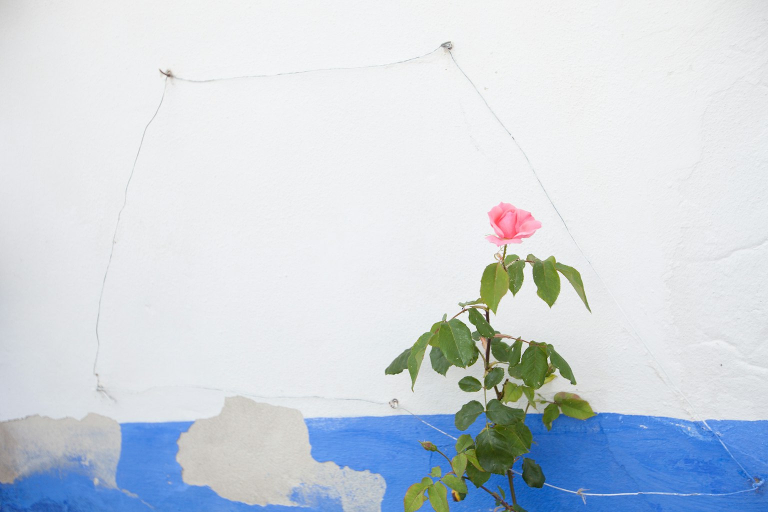 Una rosa rosa che cresce contro un muro bianco con vernice blu in basso