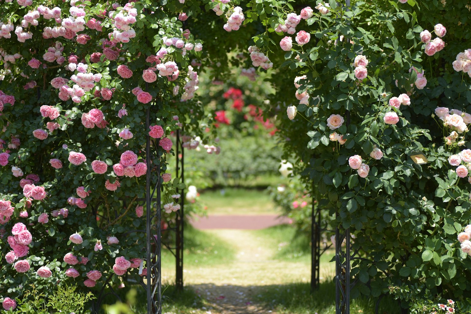 Arche de roses roses menant à un chemin verdoyant