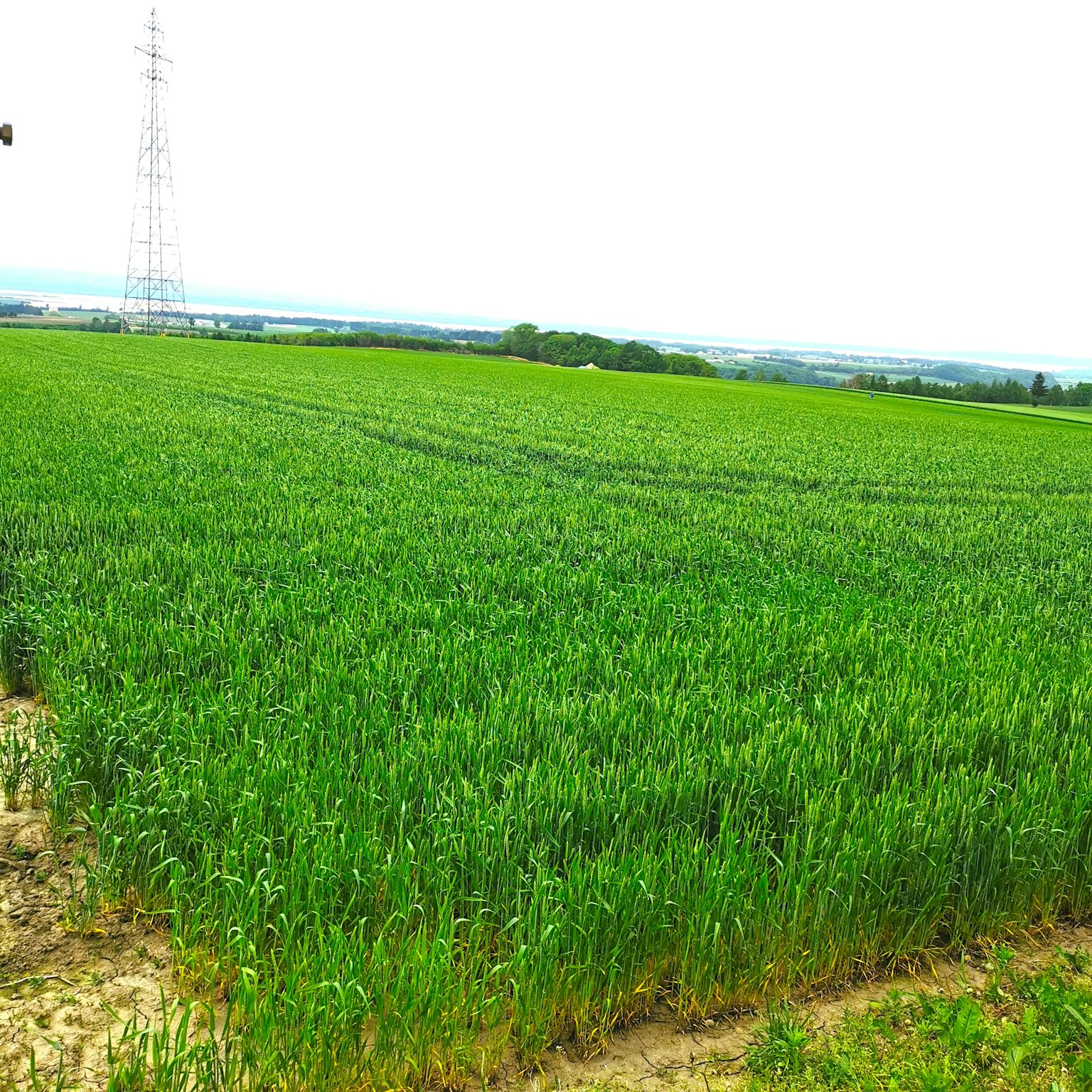 Grünes Weizenfeld mit einem Sendemast im Hintergrund
