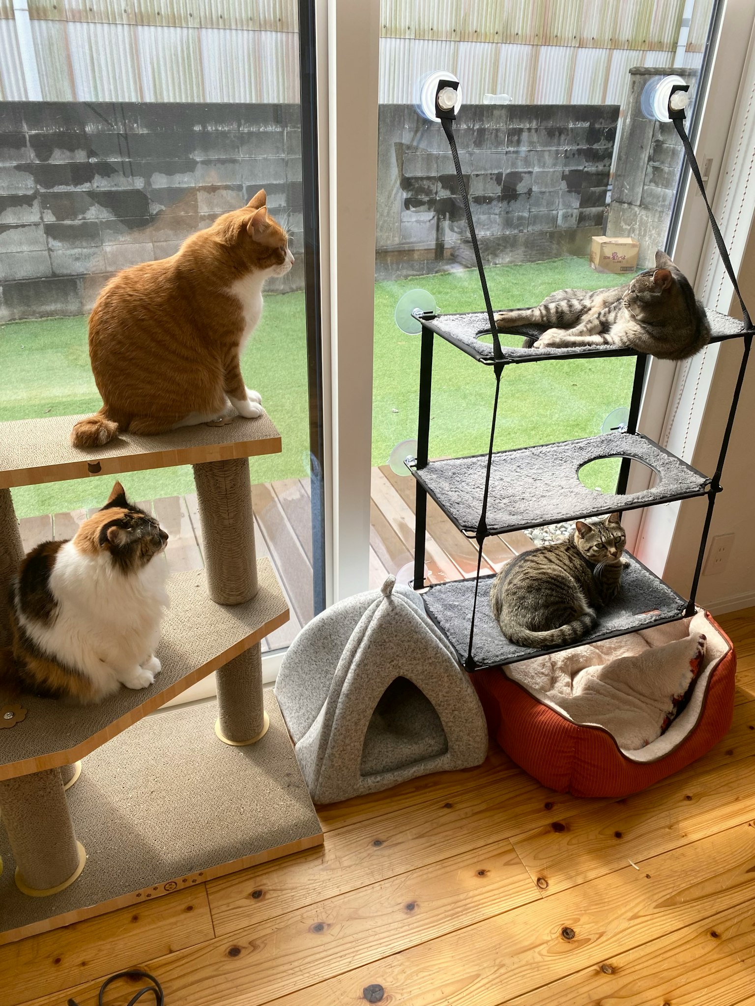 猫在窗边休息，窗外是花园的景色
