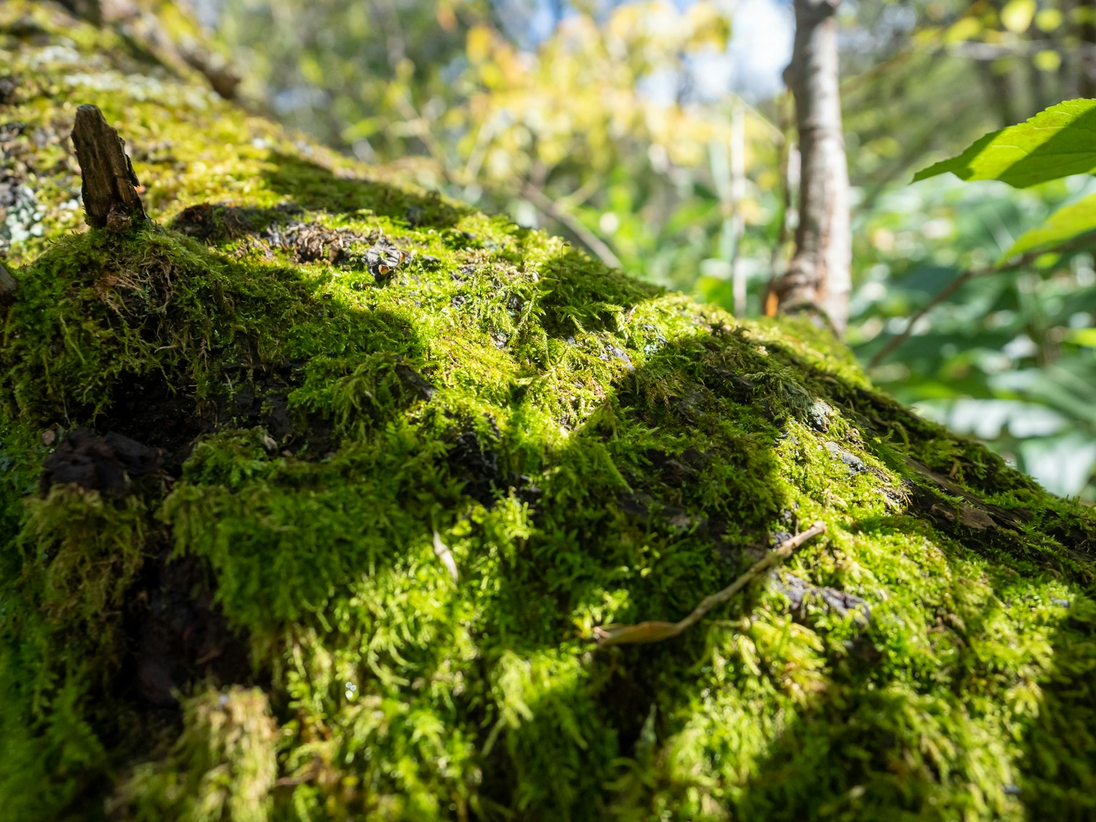 Gros plan sur un tronc d'arbre recouvert de mousse