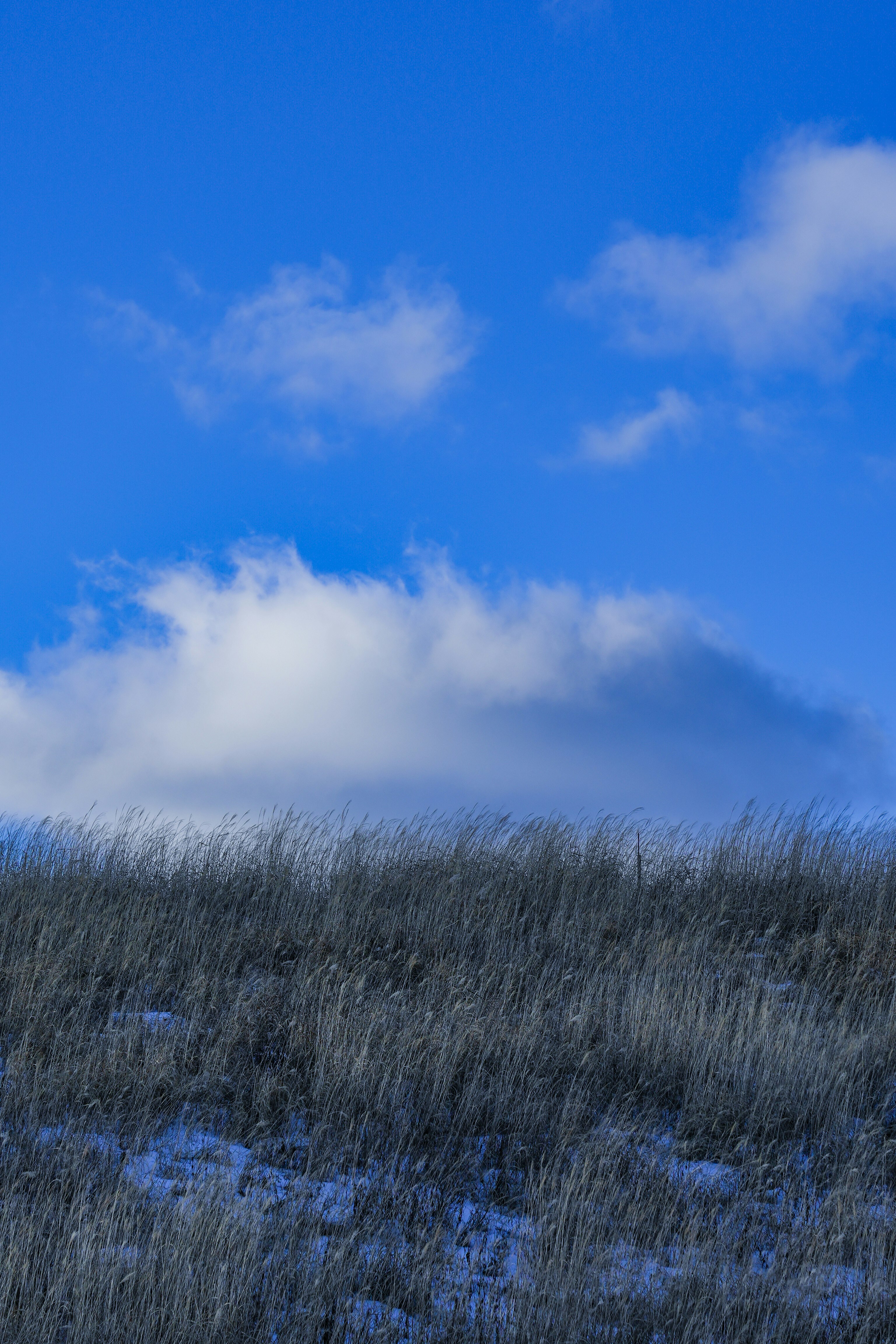 pradera de hierba ondeando con el viento bajo un cielo azul