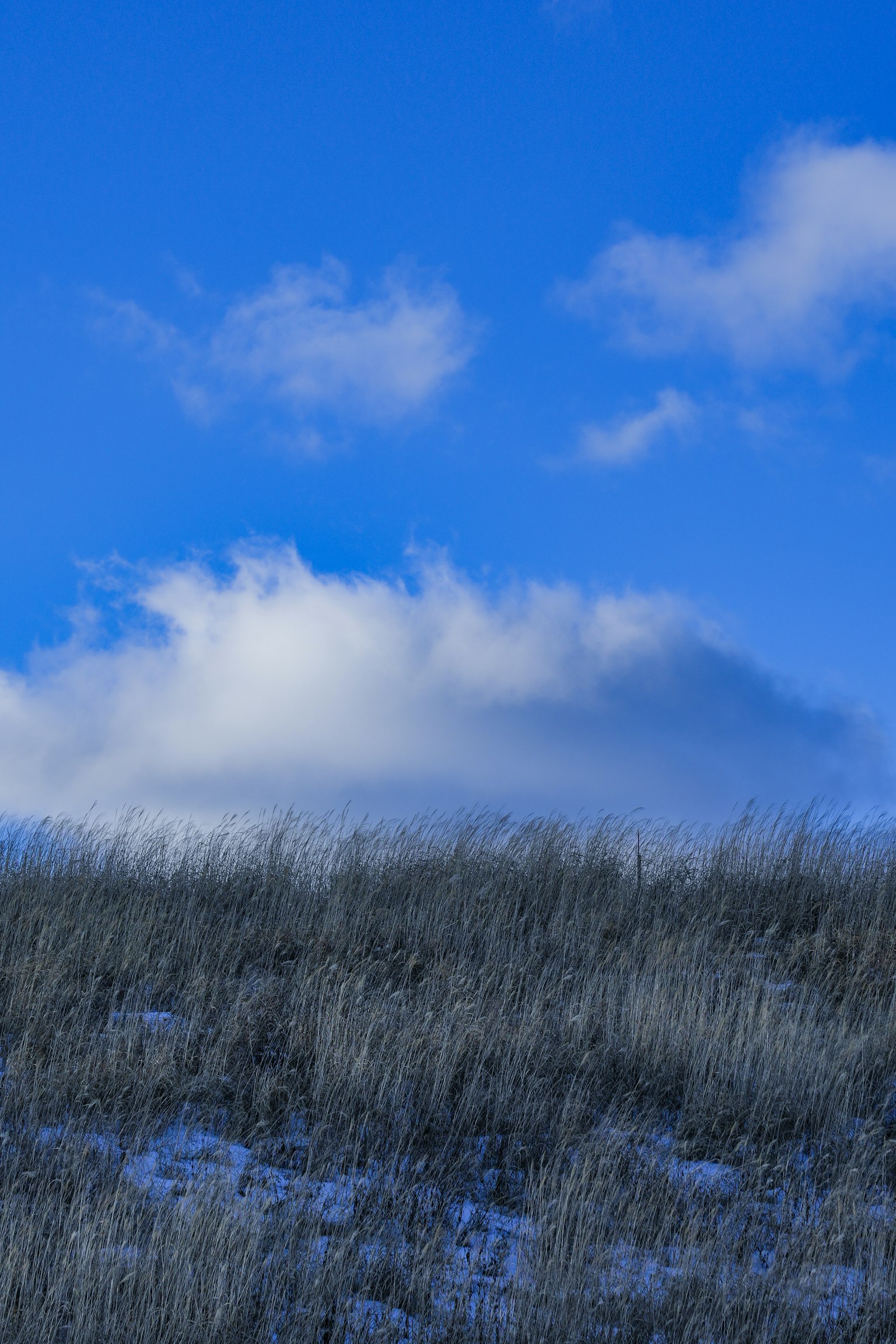 Landscape of grassland with blue sky and white clouds