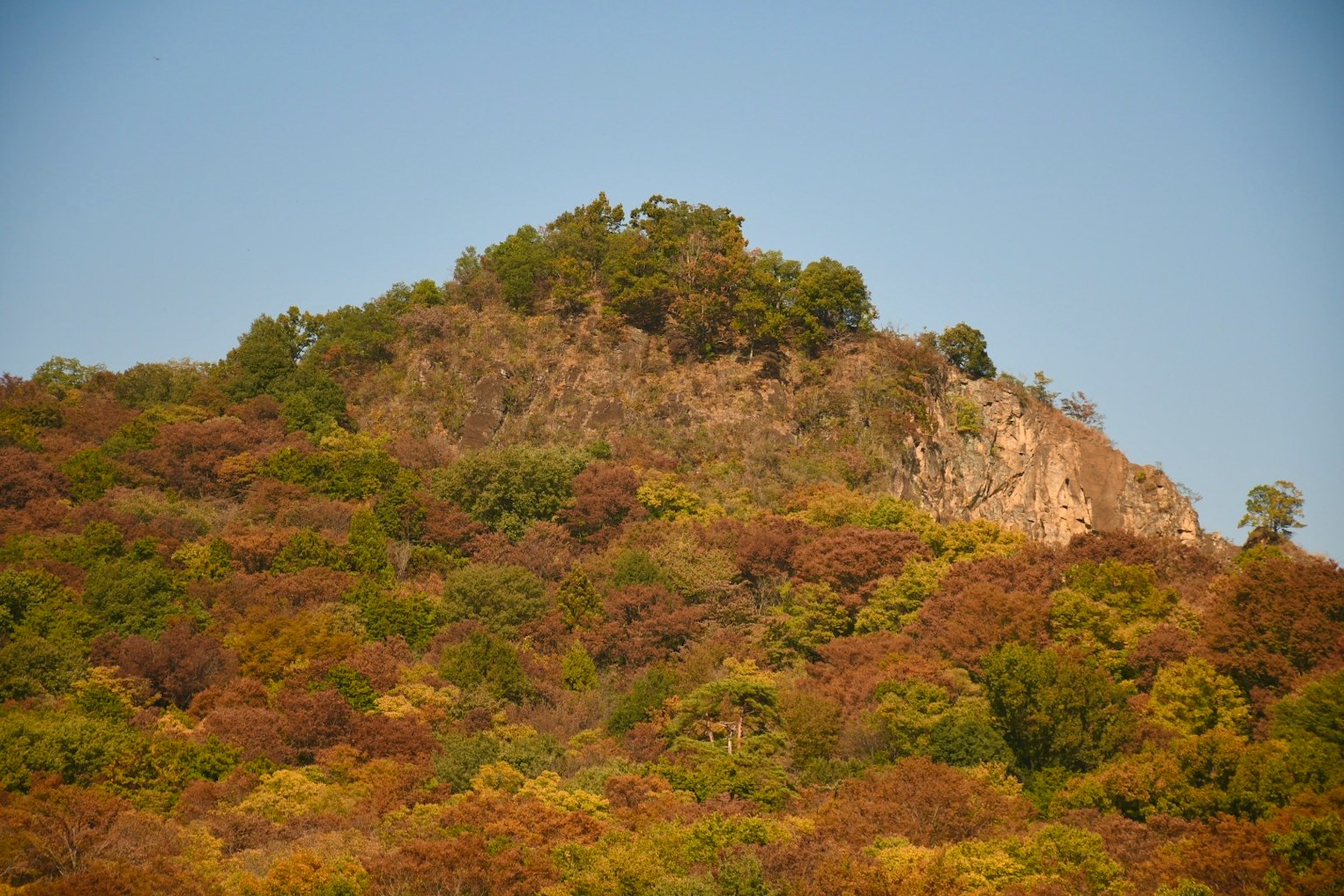 다채로운 나무로 덮인 산 정상