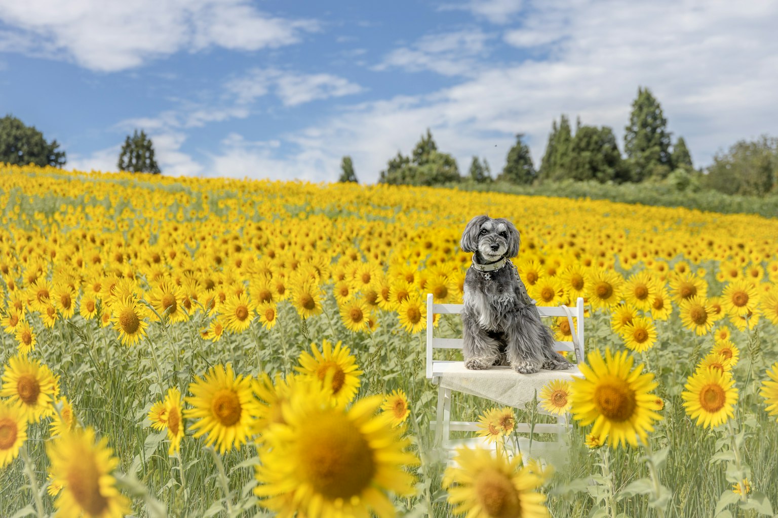 Un perro sentado en una silla en un campo de girasoles