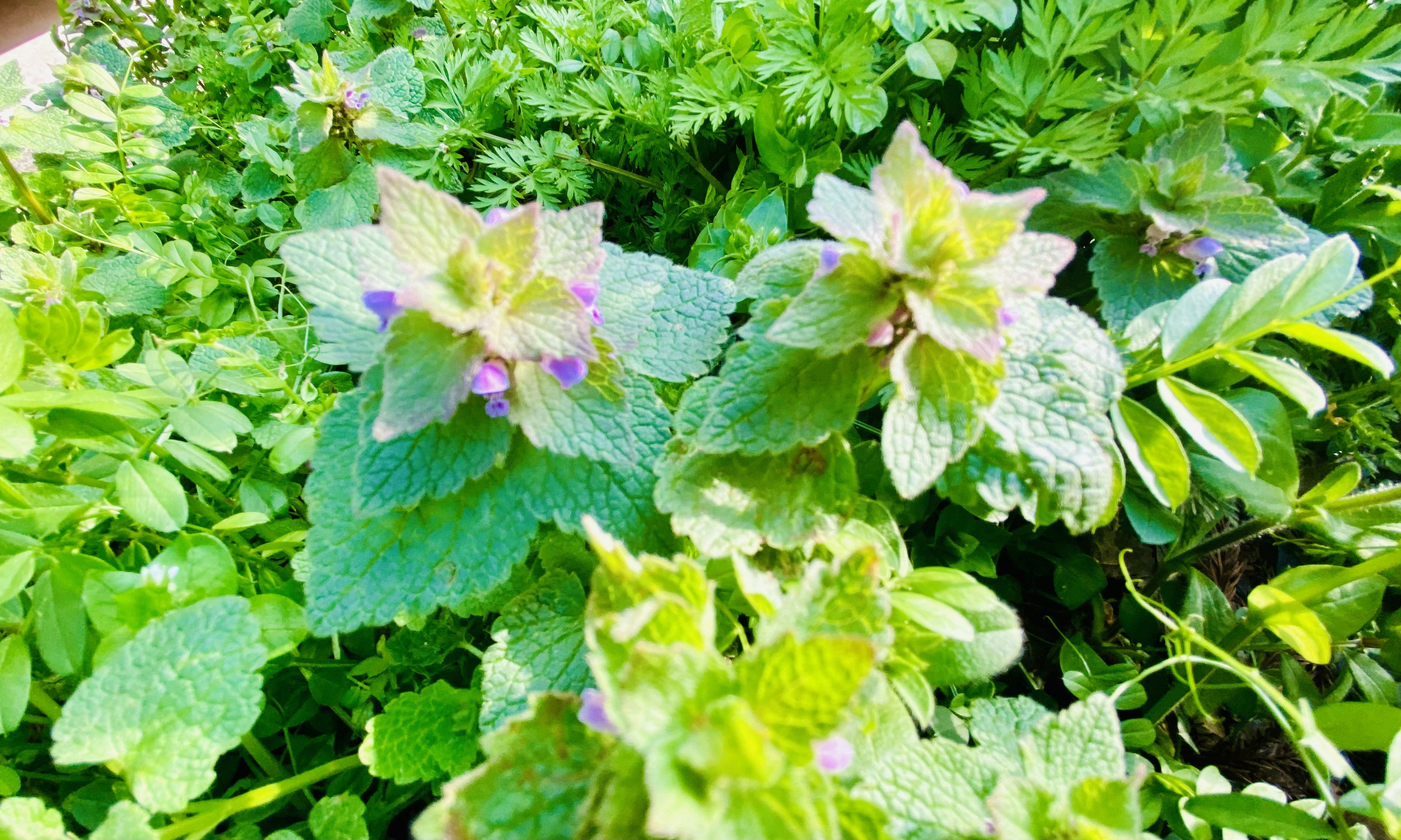 花と葉が茂る緑の植物の群生