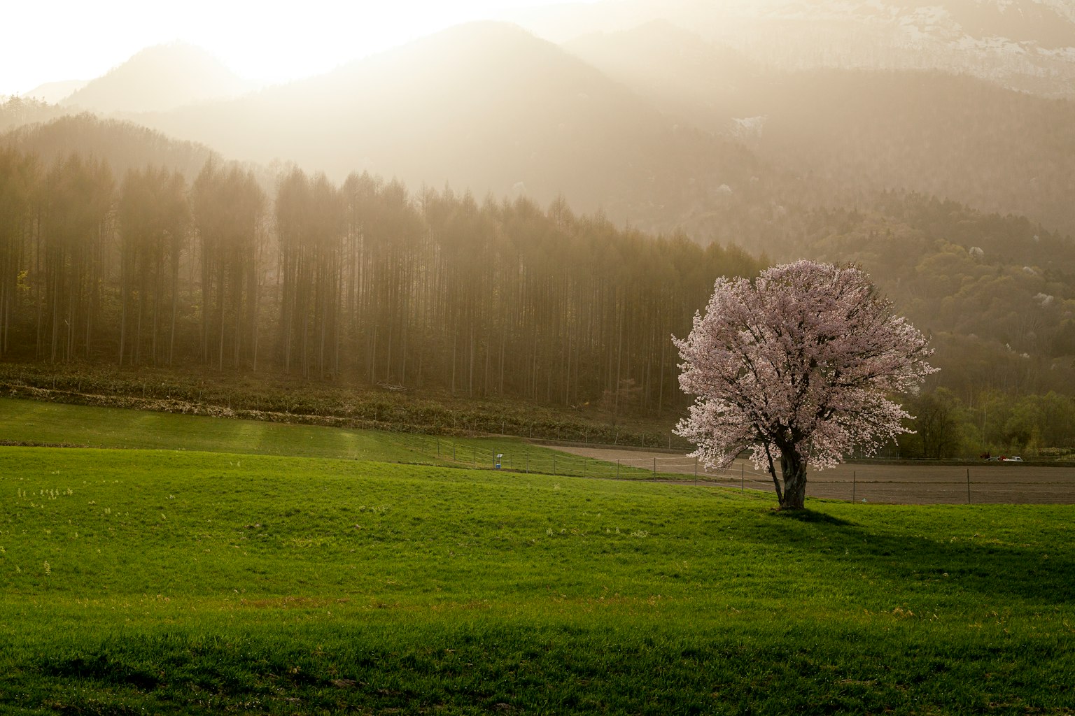 Un hermoso árbol de cerezo florecido se erige en un vasto prado verde con montañas al fondo