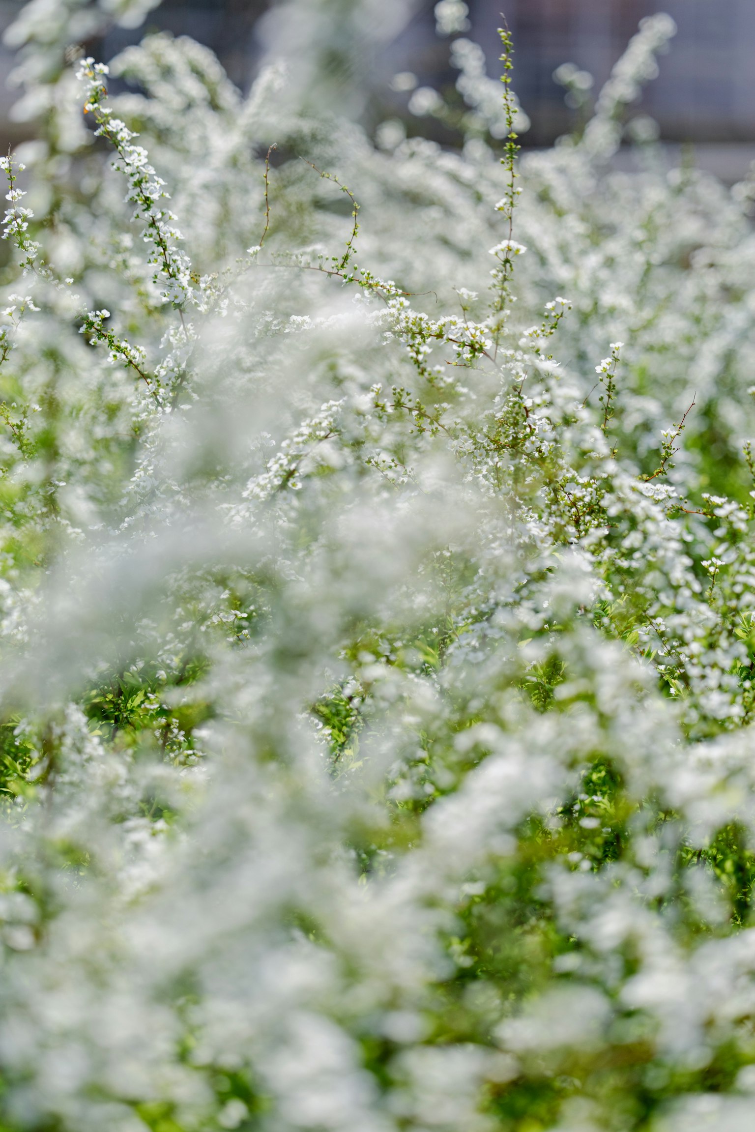 Immagine sfocata di un prato con fiori bianchi