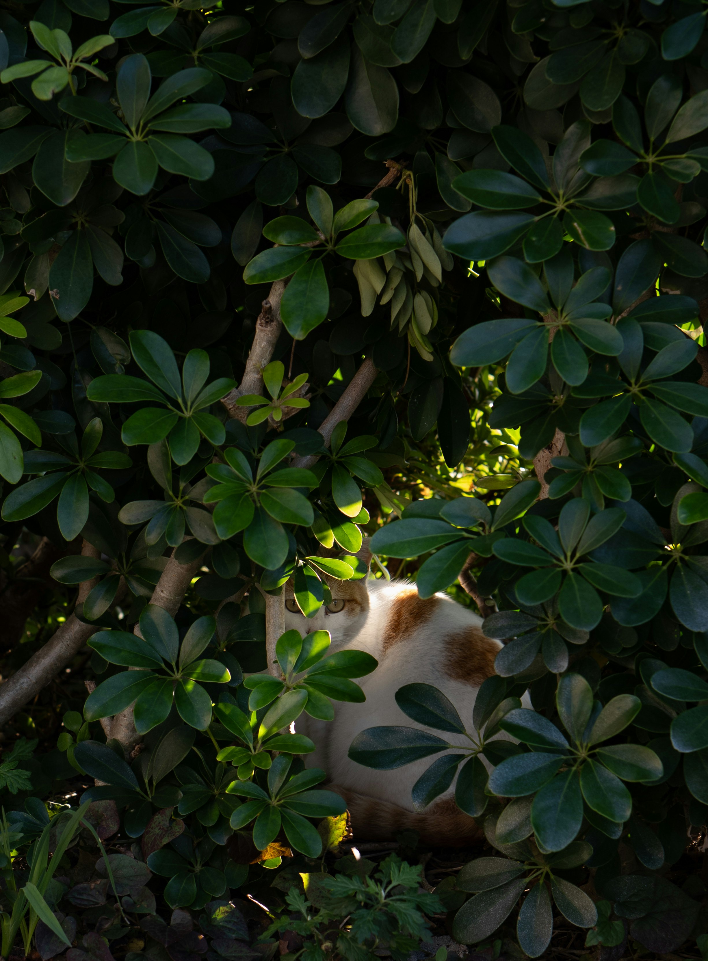 茂みの葉の間にいる白い猫