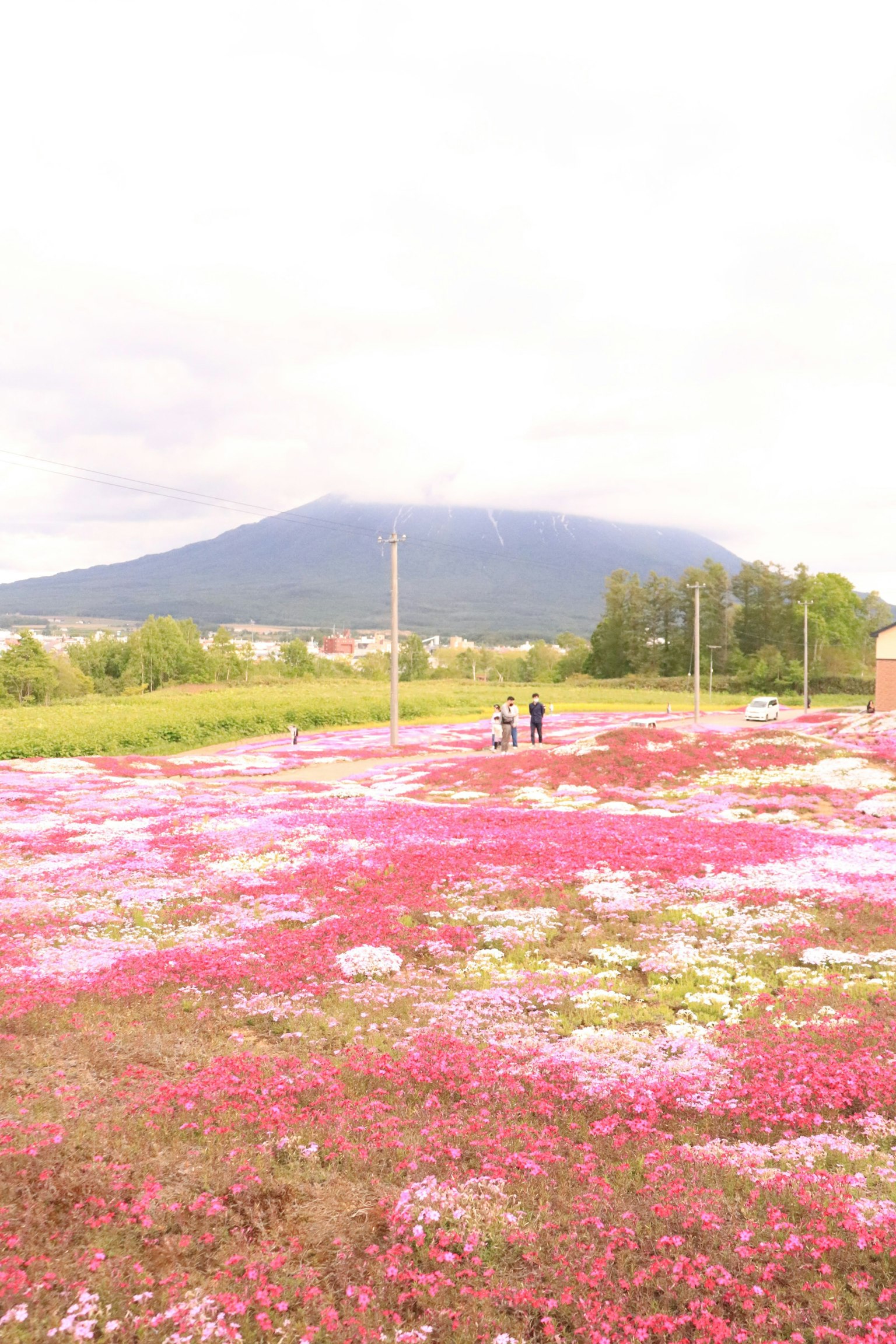 Champ vaste de fleurs roses et blanches avec des montagnes en arrière-plan