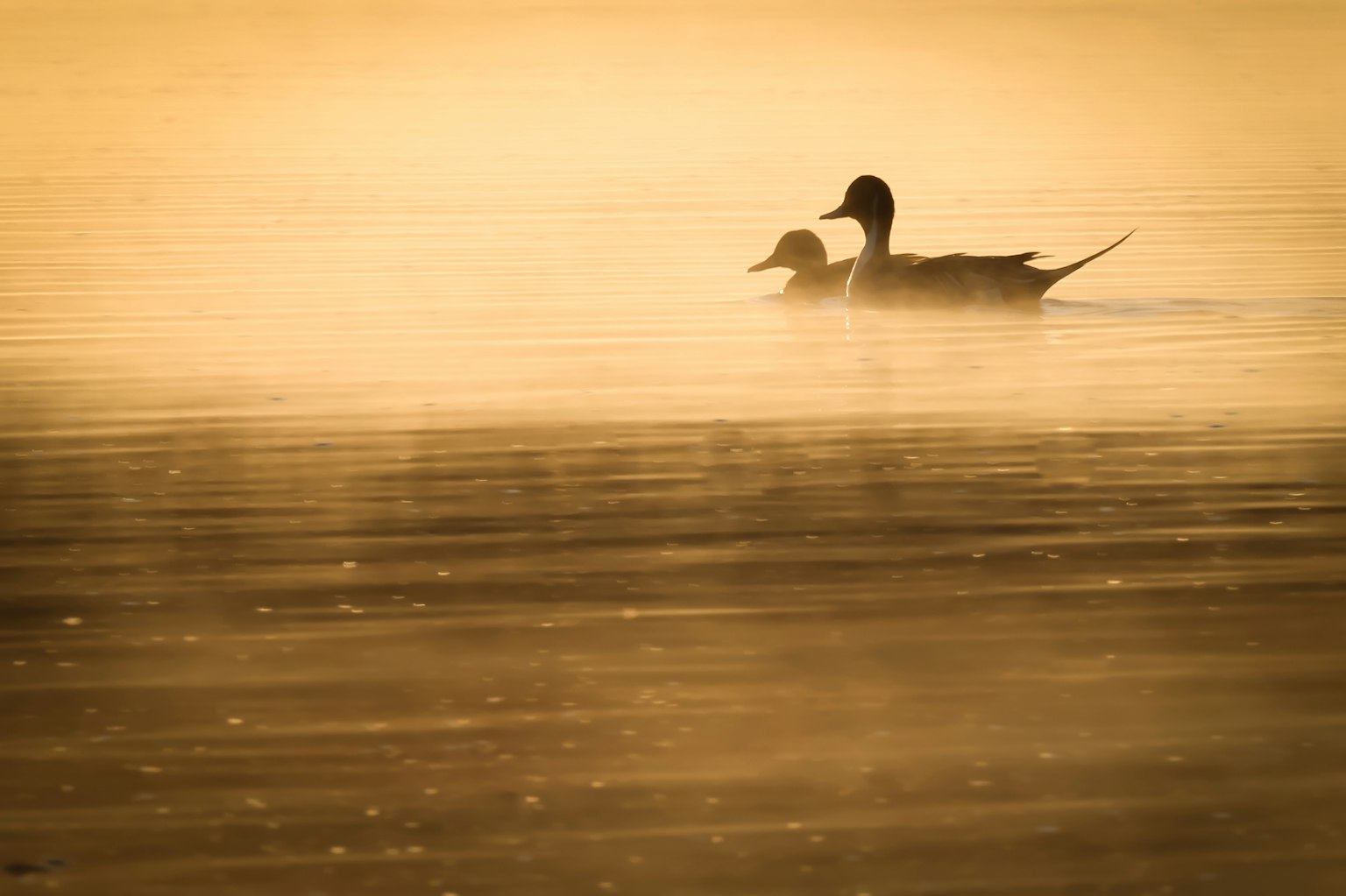 Silhouette di due anatre che nuotano nell'acqua nebbiosa all'alba