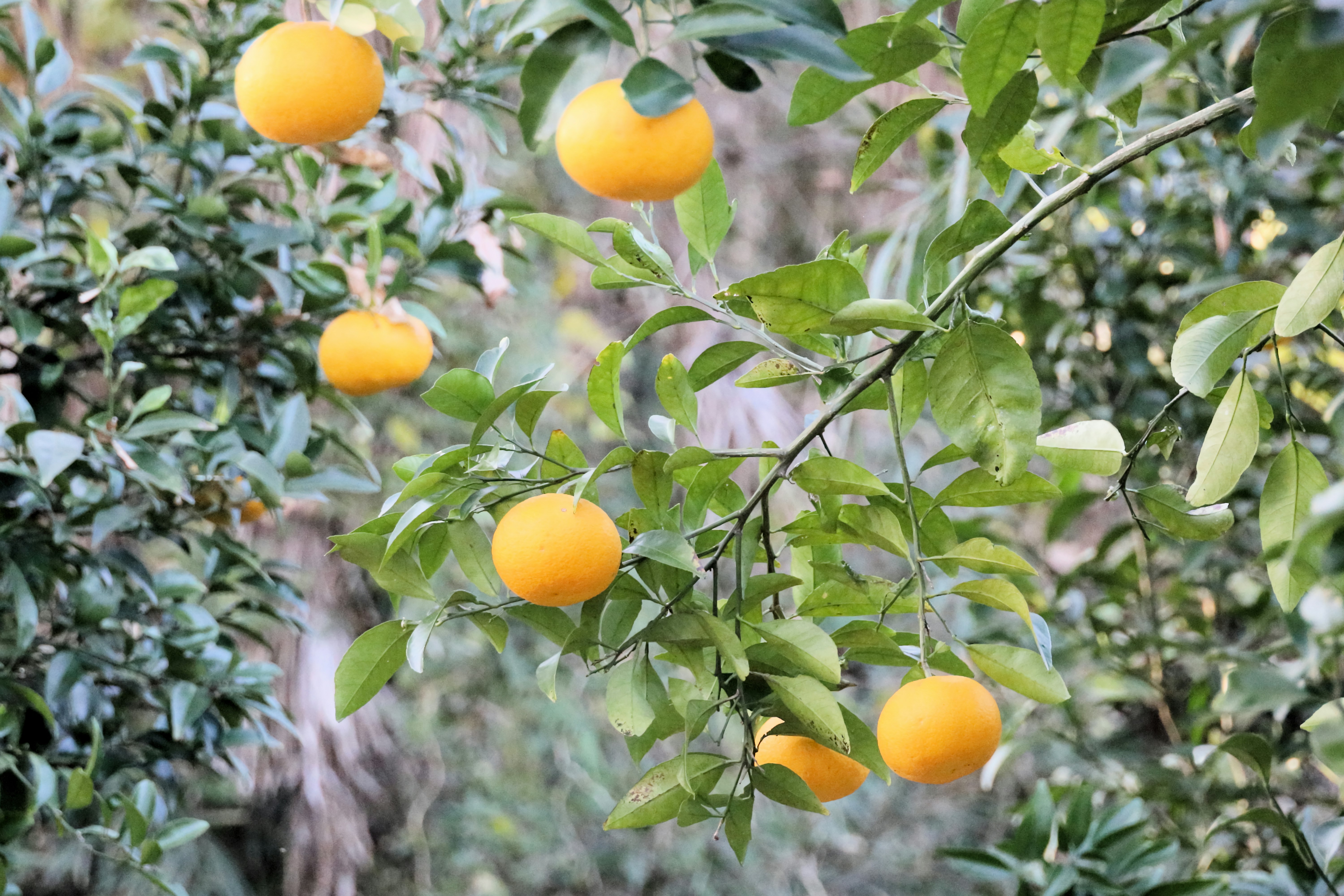 果树枝头挂满橙色果实