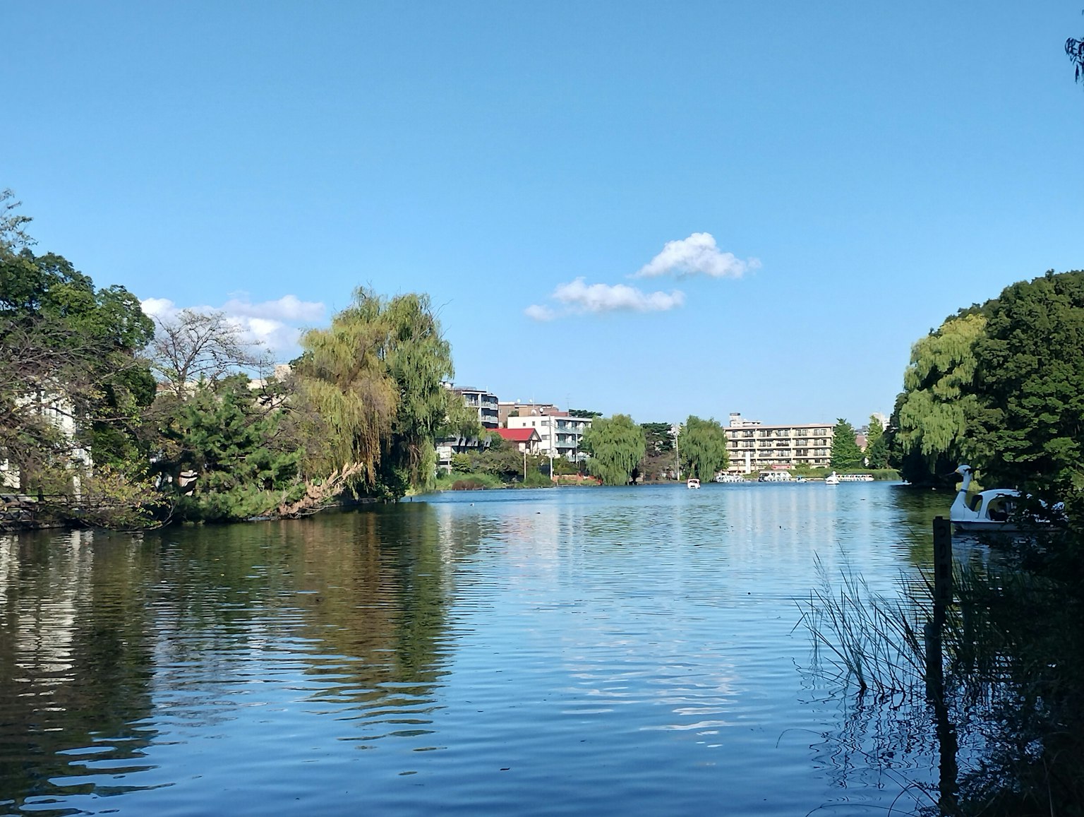 湖泊的风景，映衬着蓝天和周围建筑