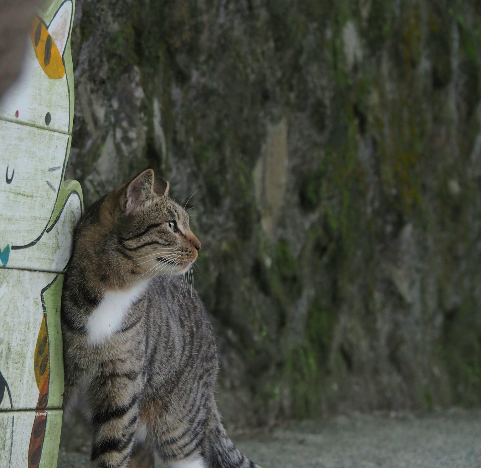 Kucing bersandar pada tiang kayu berwarna-warni