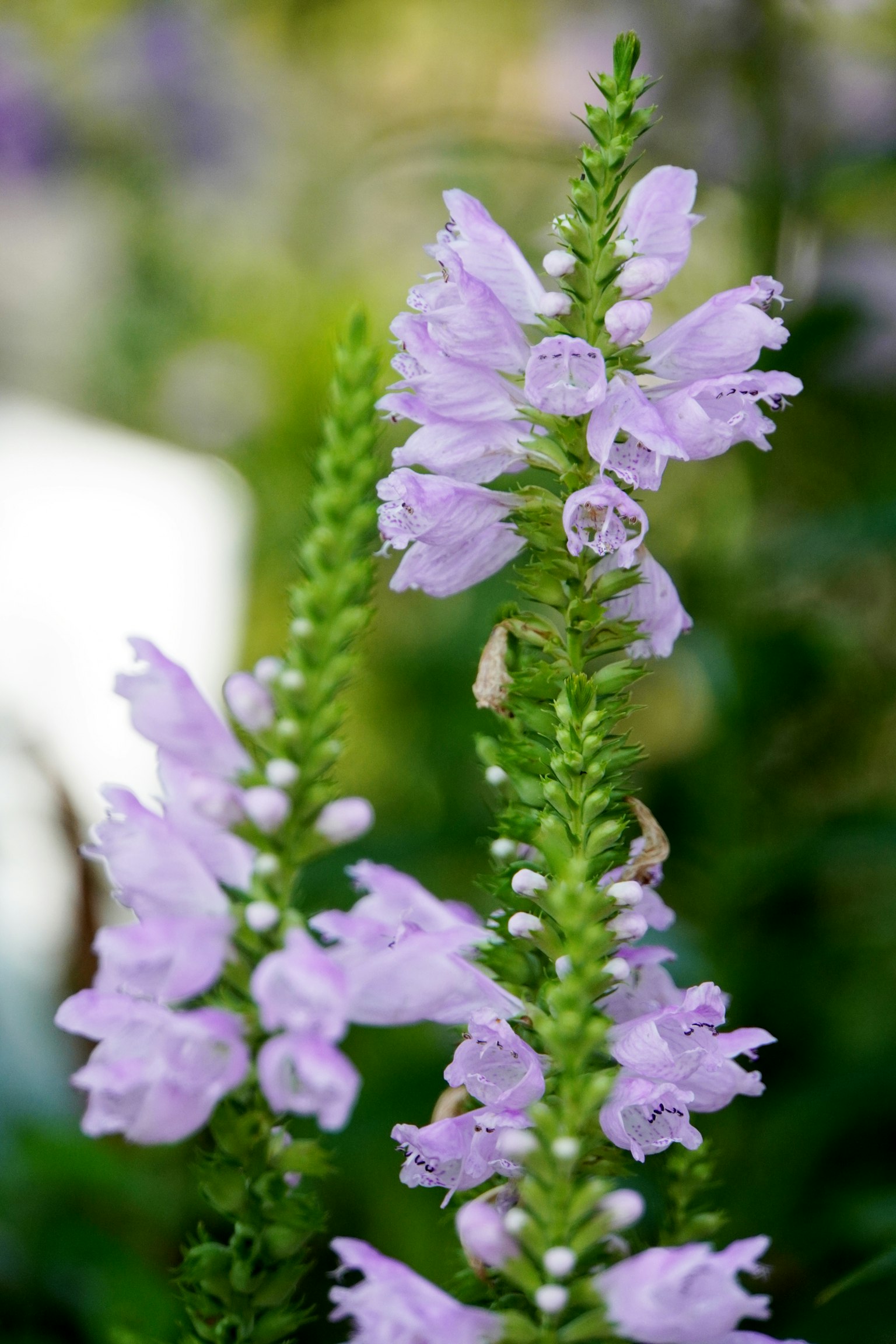 Gros plan d'une plante avec des fleurs violettes pâles