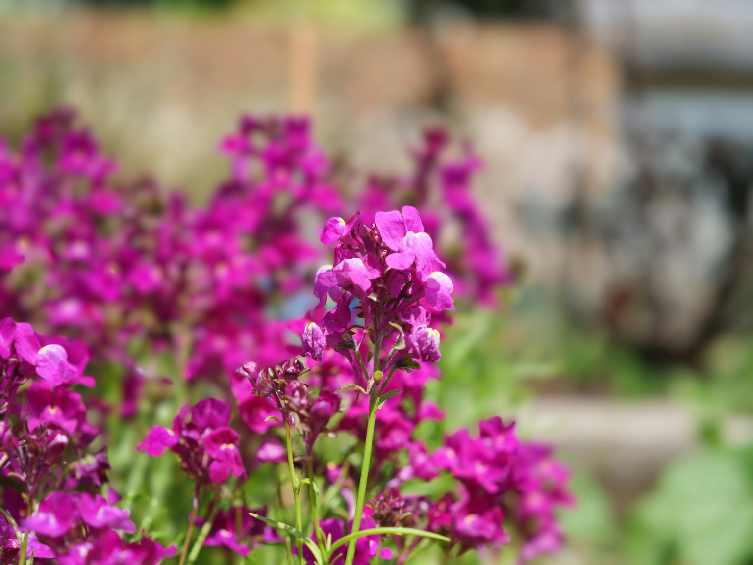 Fiori viola vivaci che fioriscono in un giardino