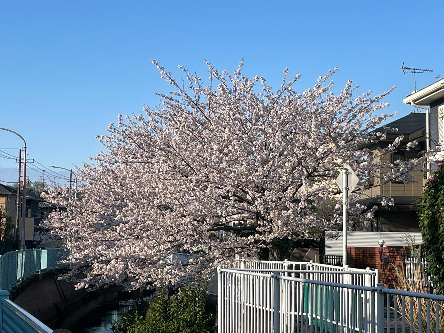 Un albero di ciliegio in fiore sotto un cielo blu chiaro