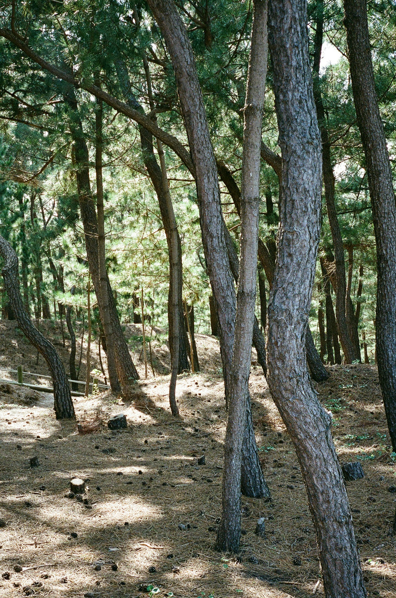 Scène forestière avec de grands arbres et de la lumière tamisée filtrant à travers les branches