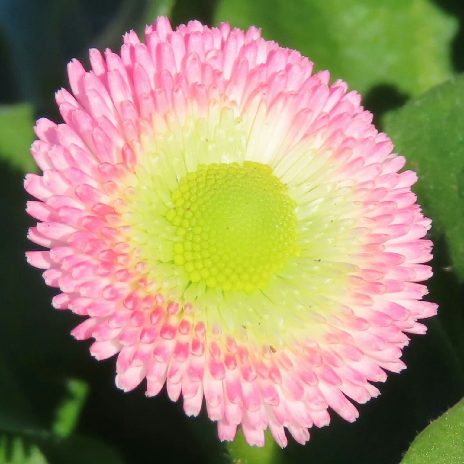Close-up bunga pink dan hijau dengan kelopak yang memanjang