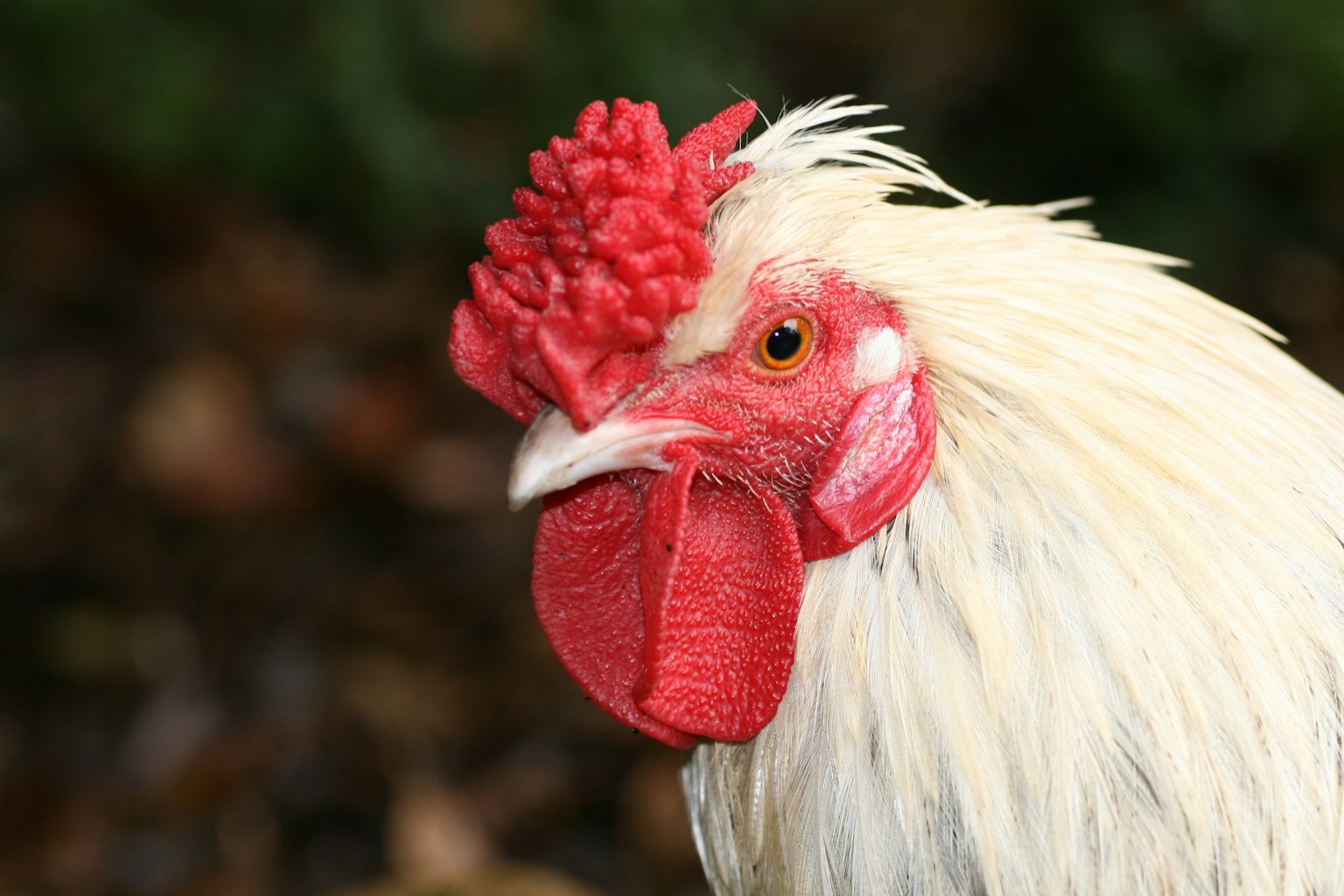 Acercamiento de un gallo de plumas blancas con cresta roja y características oculares