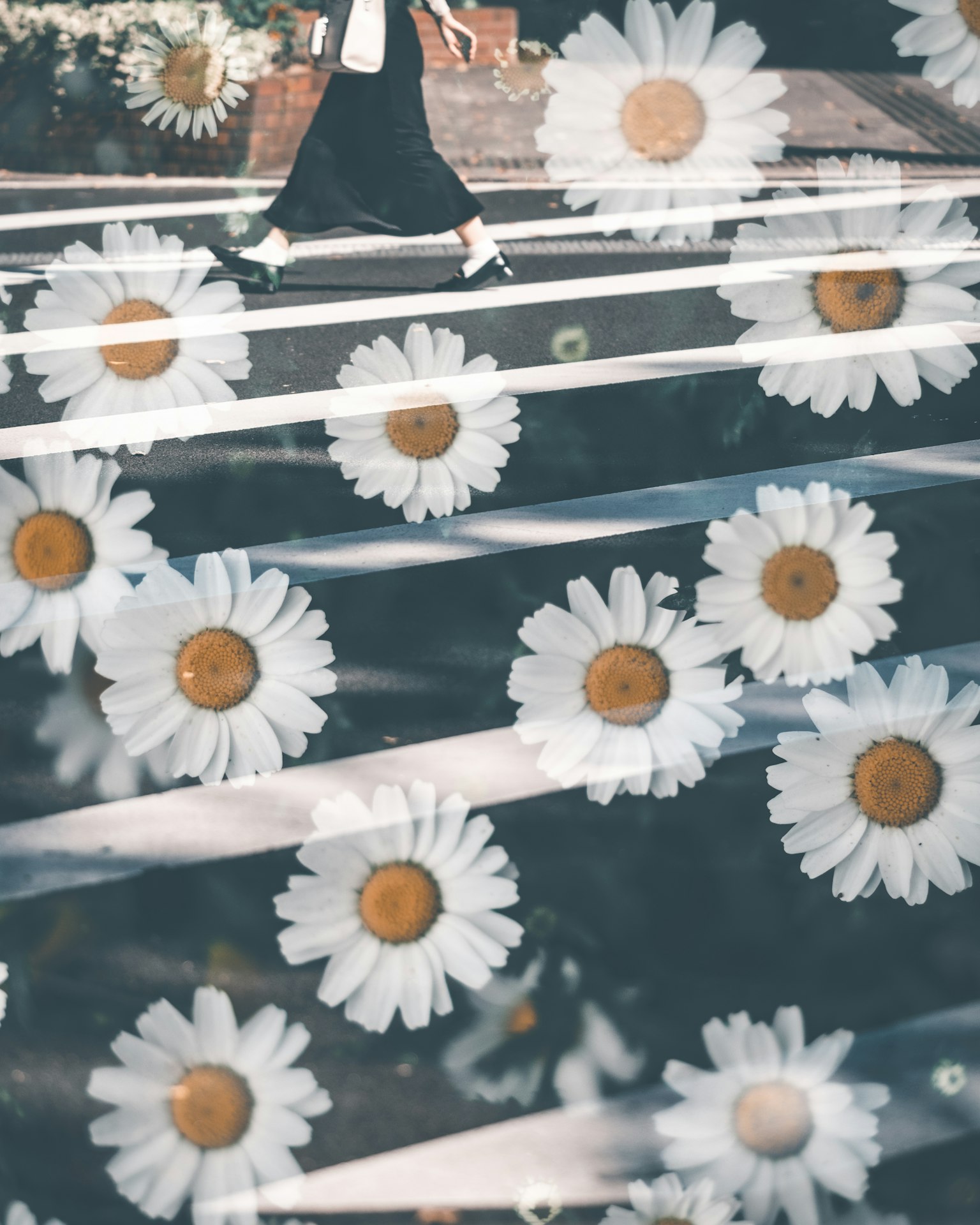 Une personne marchant sur un passage piéton orné de marguerites blanches