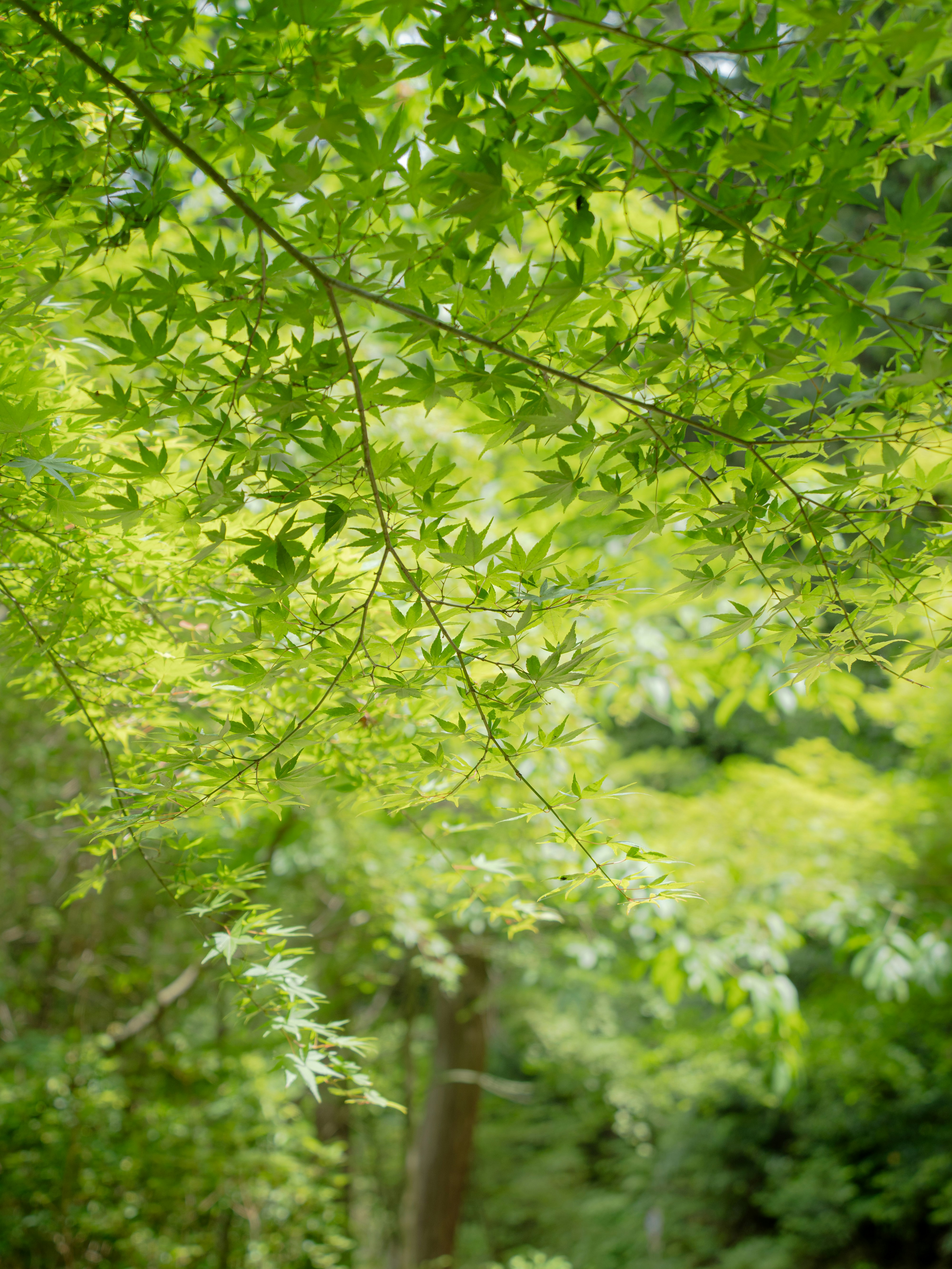新緑の木々の枝葉が柔らかく広がる風景
